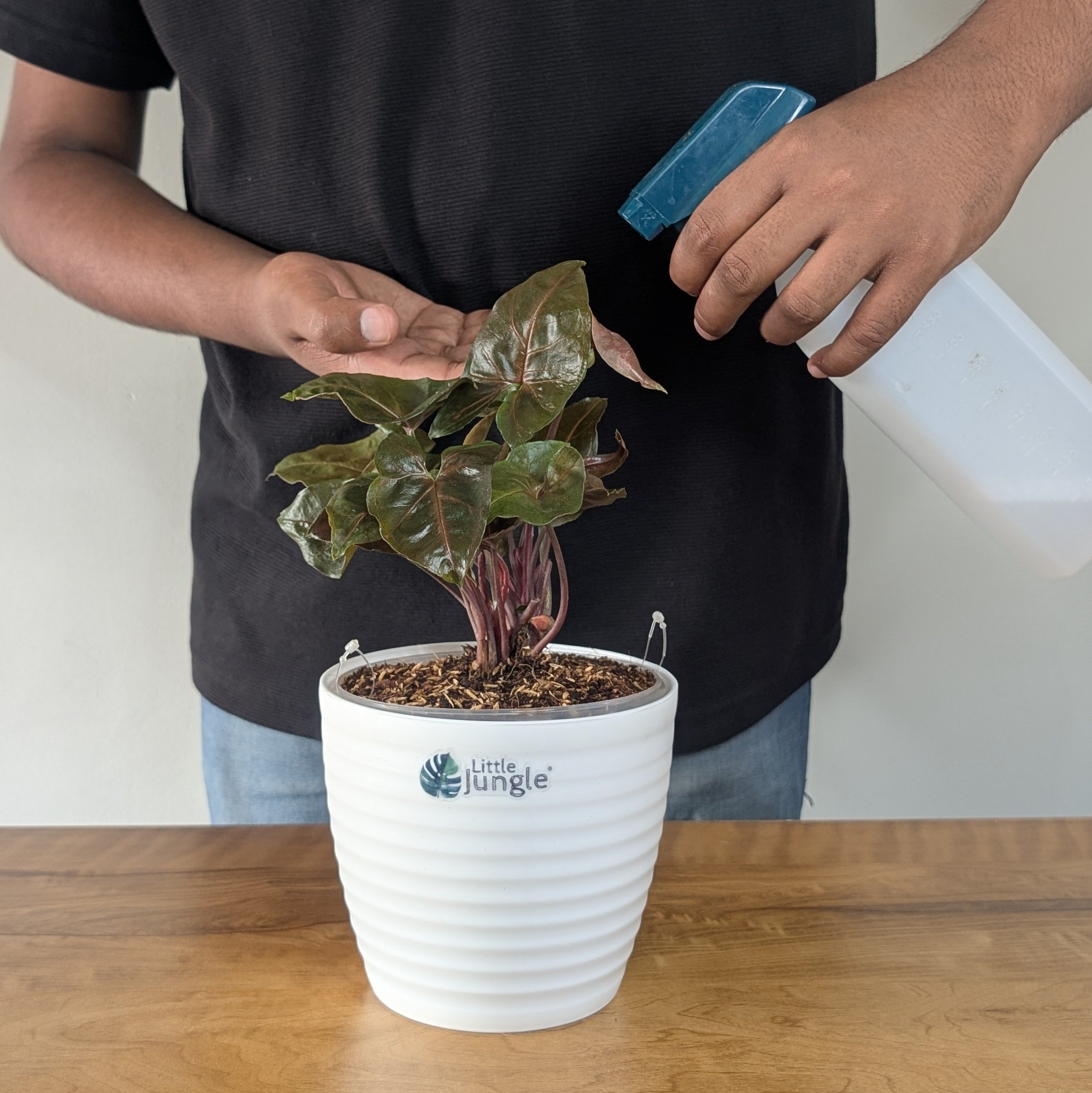 Syngonium Red Plum Allusion