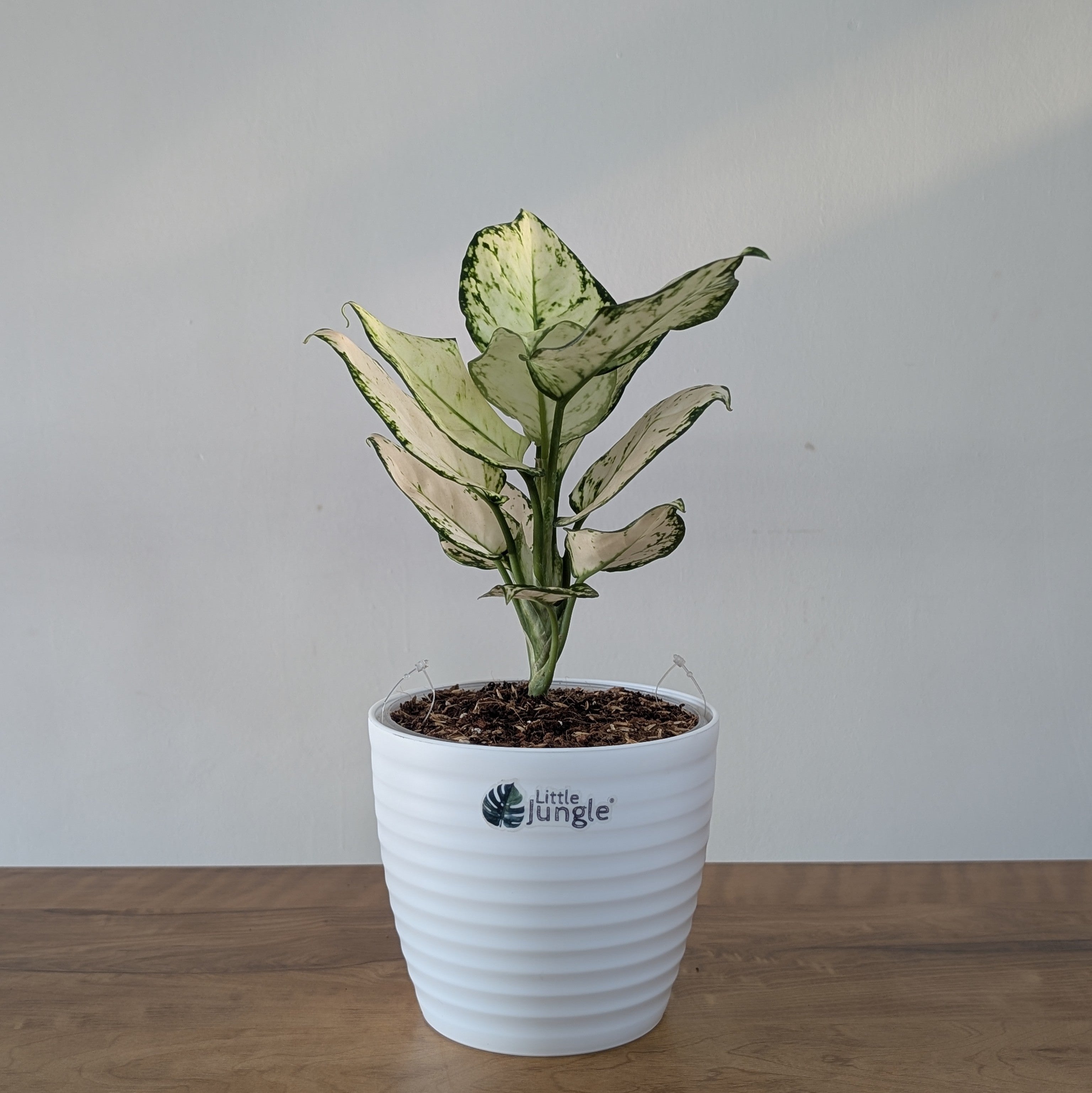 Aglonema Super White