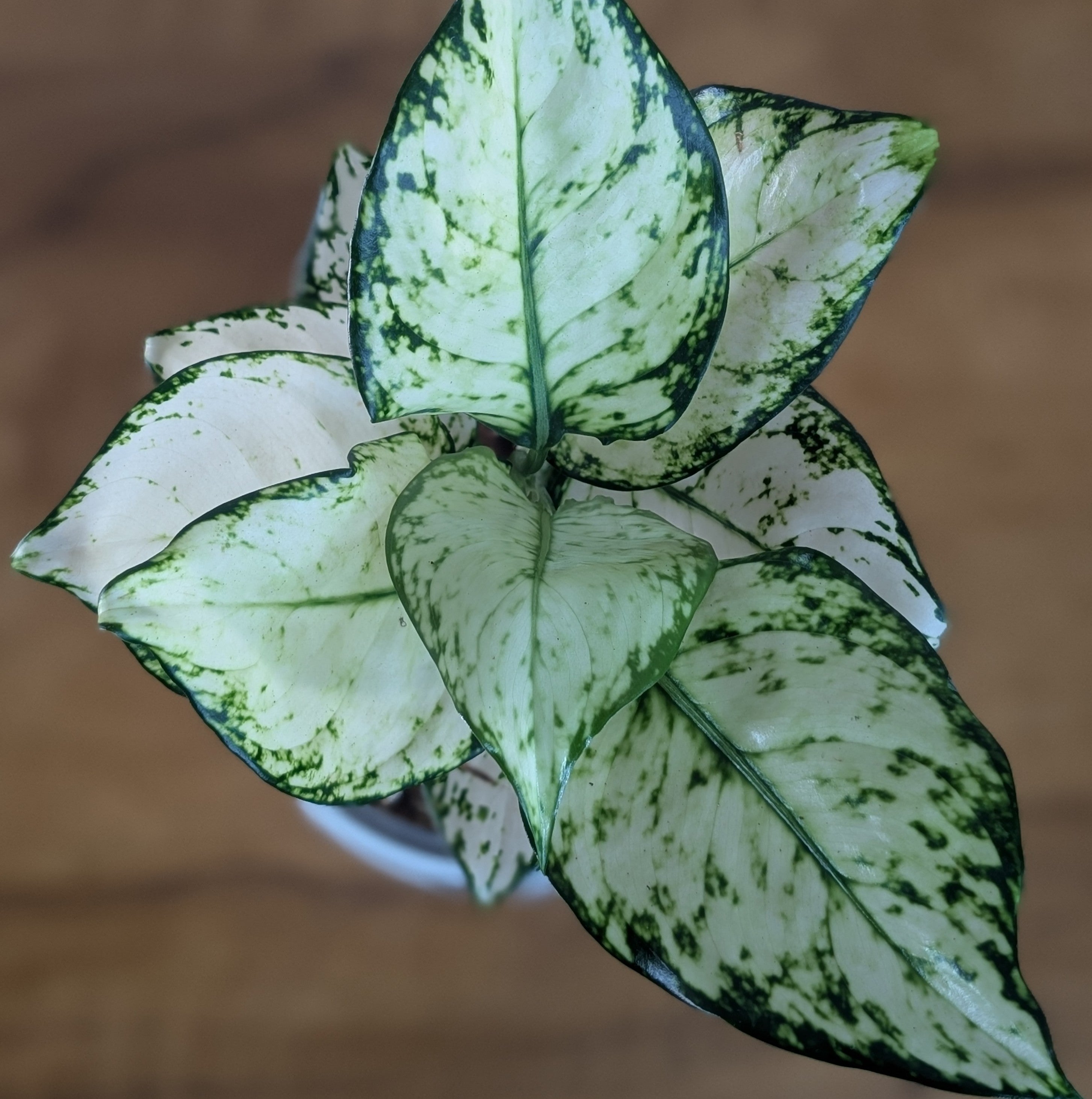 Aglonema Super White
