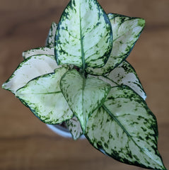 Aglonema Super White