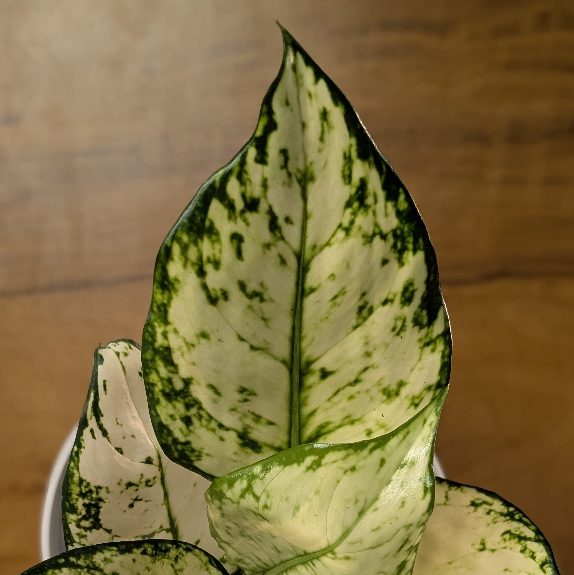 Aglonema Super White