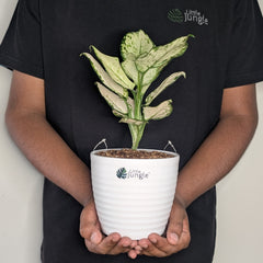 Aglonema Super White