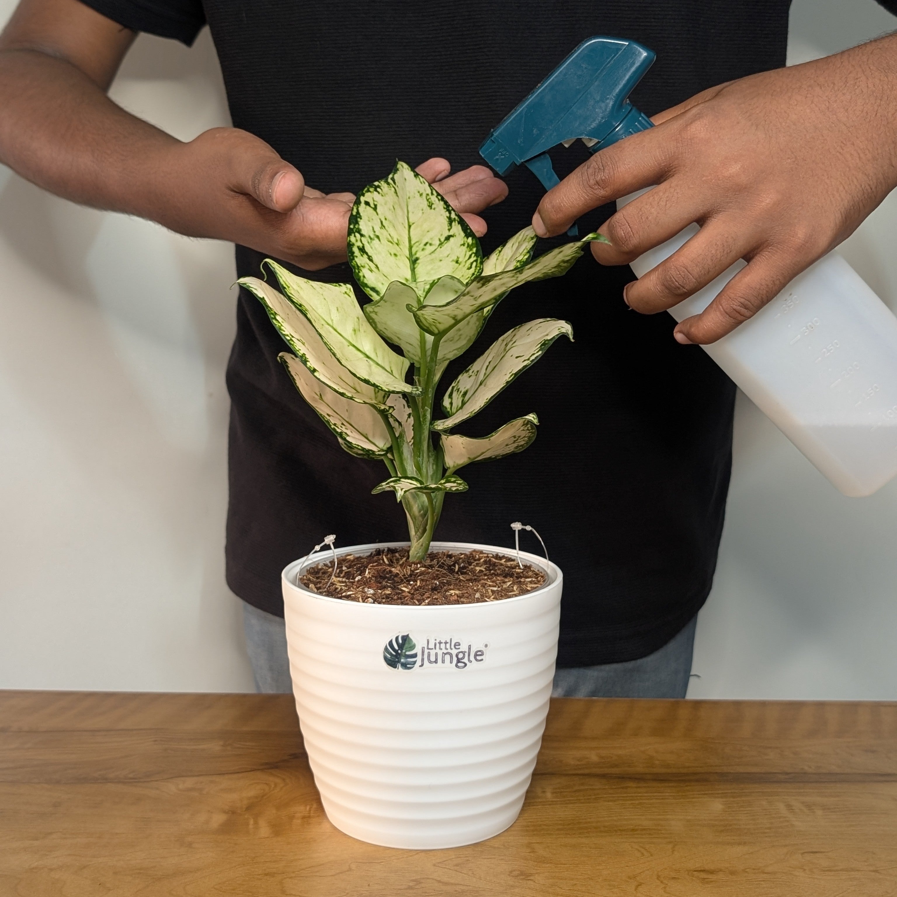 Aglonema Super White