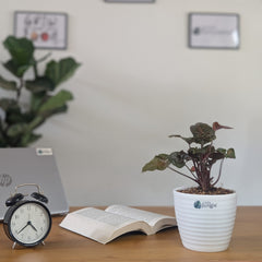 Syngonium Red Plum Allusion