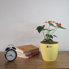 Decor 7 (Pack of 4)