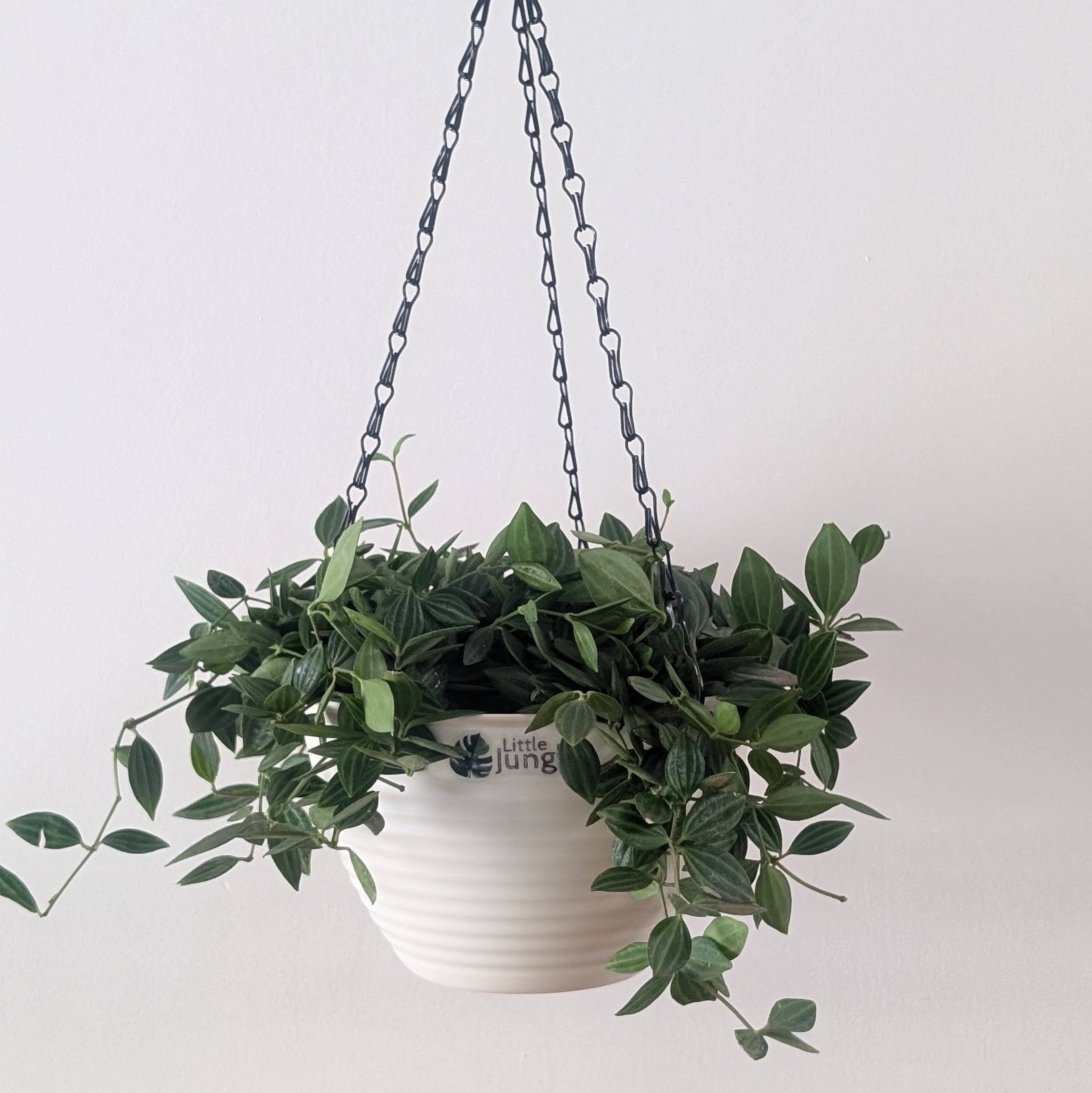 Hanging 7 (Pack of 4)