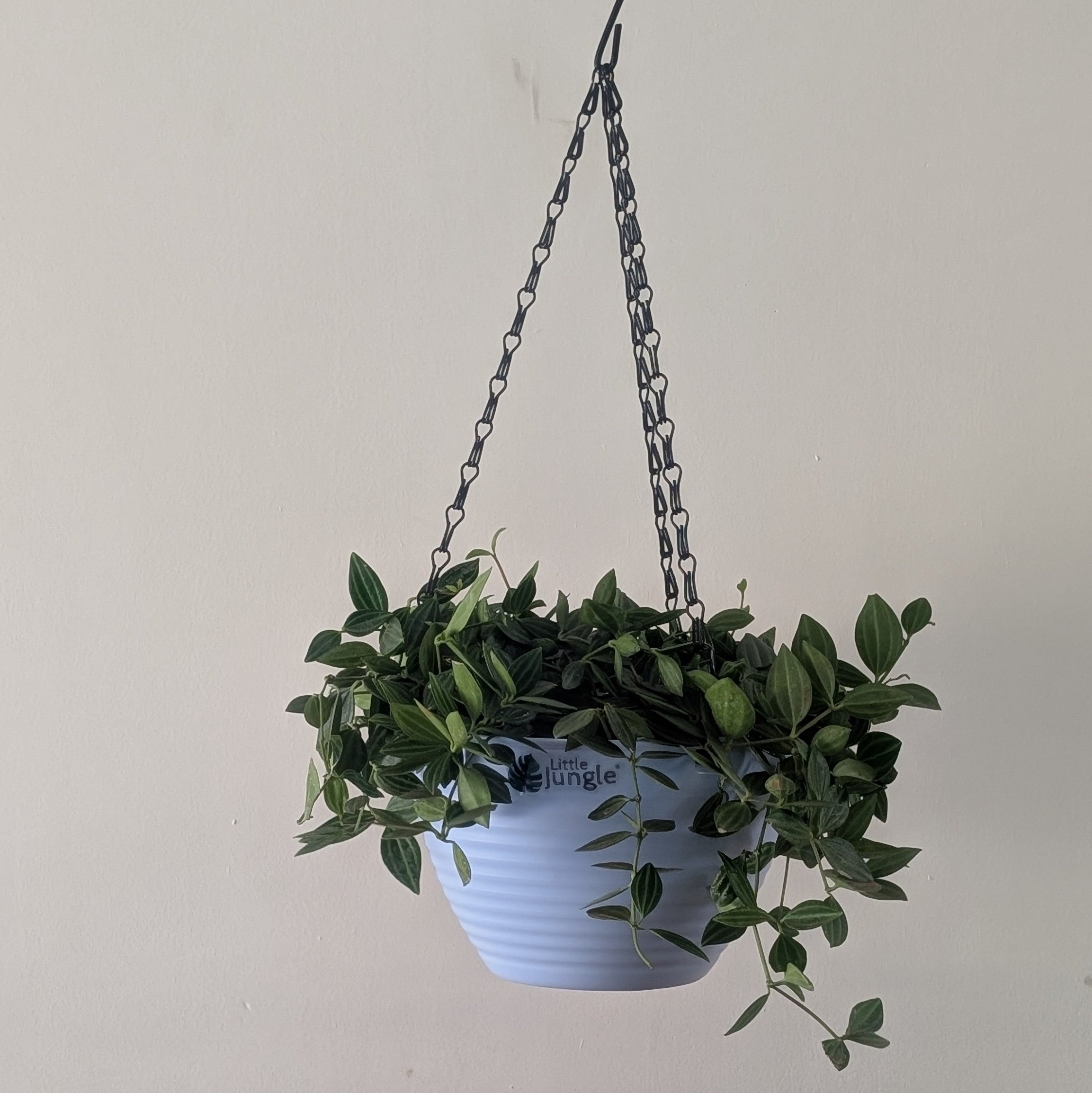 Hanging 7 (Pack of 4)