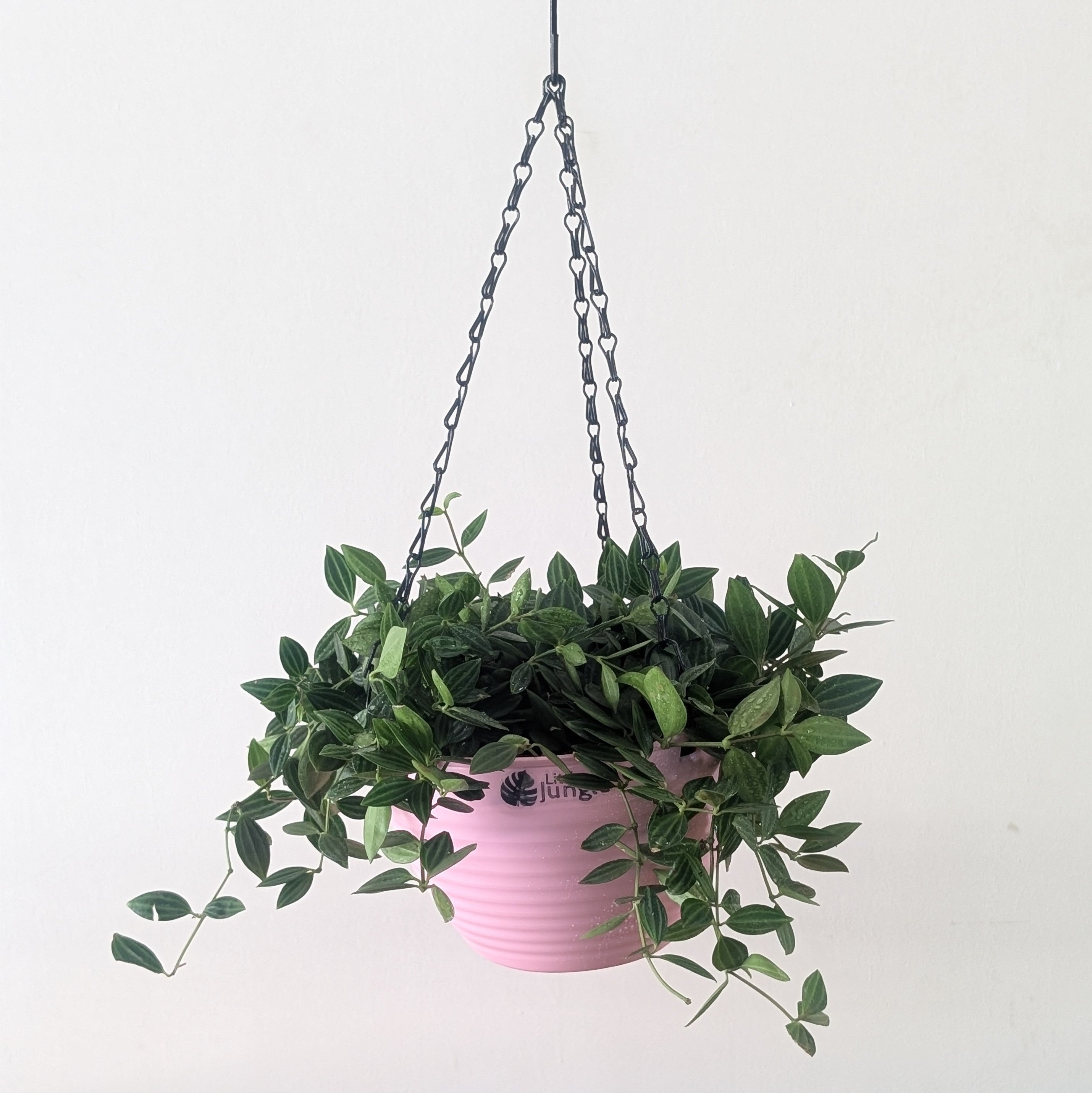 Hanging 7 (Pack of 4)