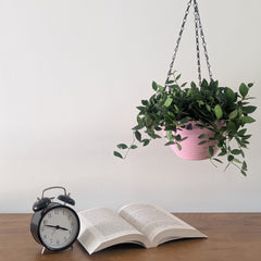 Hanging 7 (Pack of 4)
