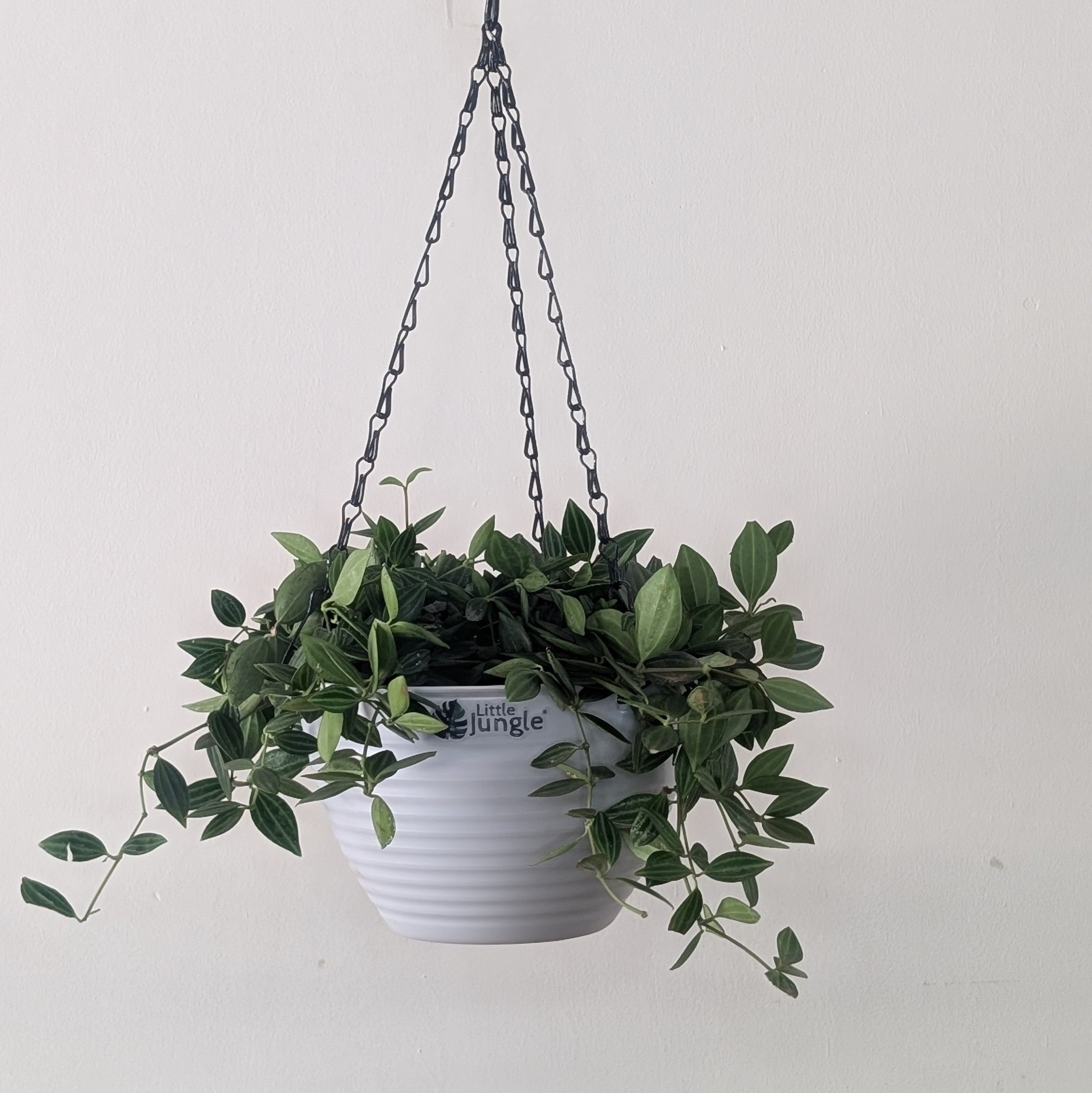 Hanging 7 (Pack of 4)