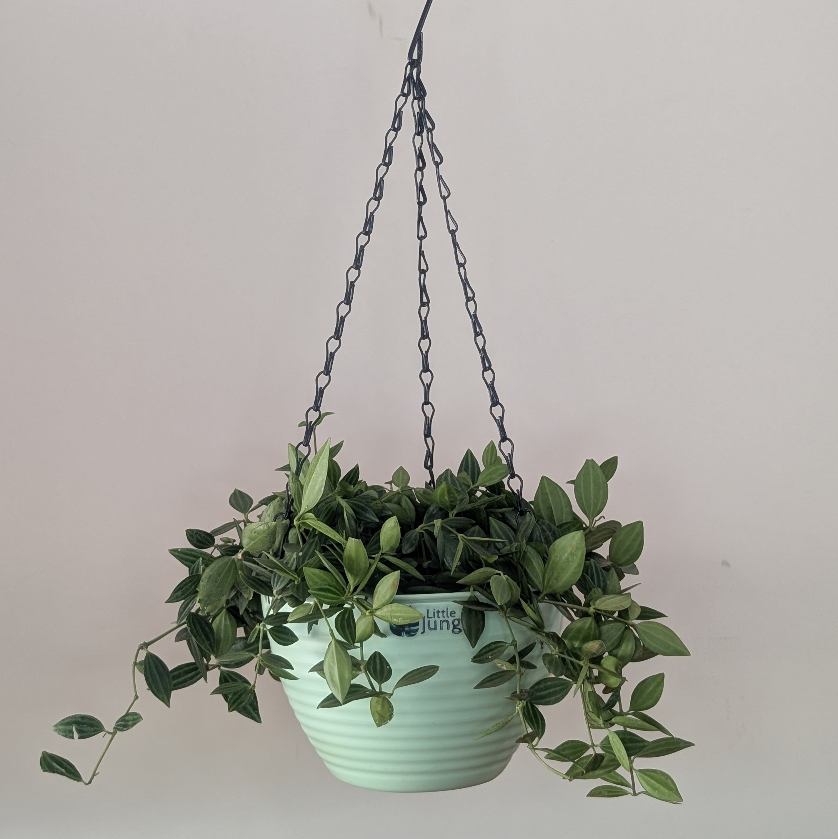 Hanging 7 (Pack of 4)