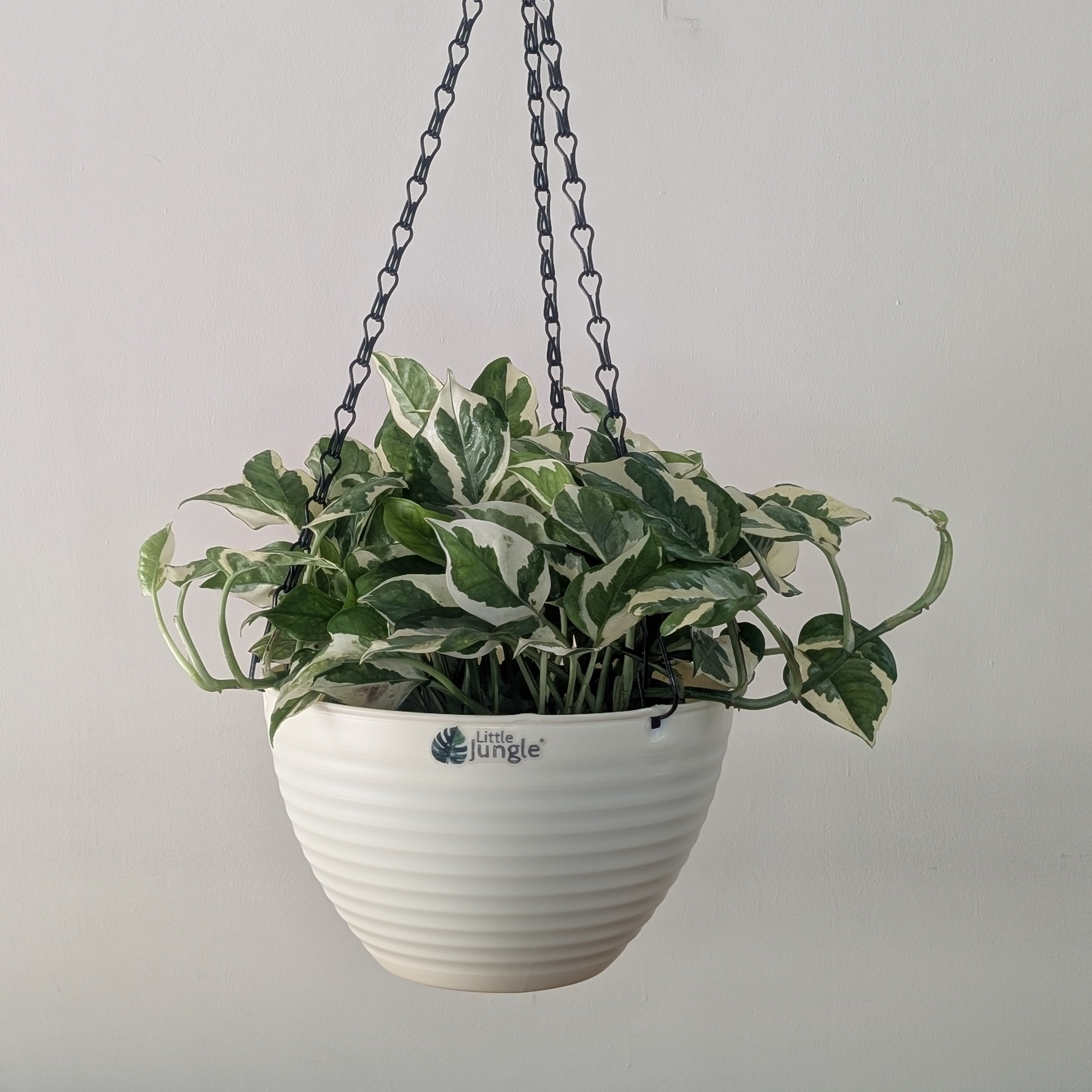 Hanging 9 (Pack of 4)