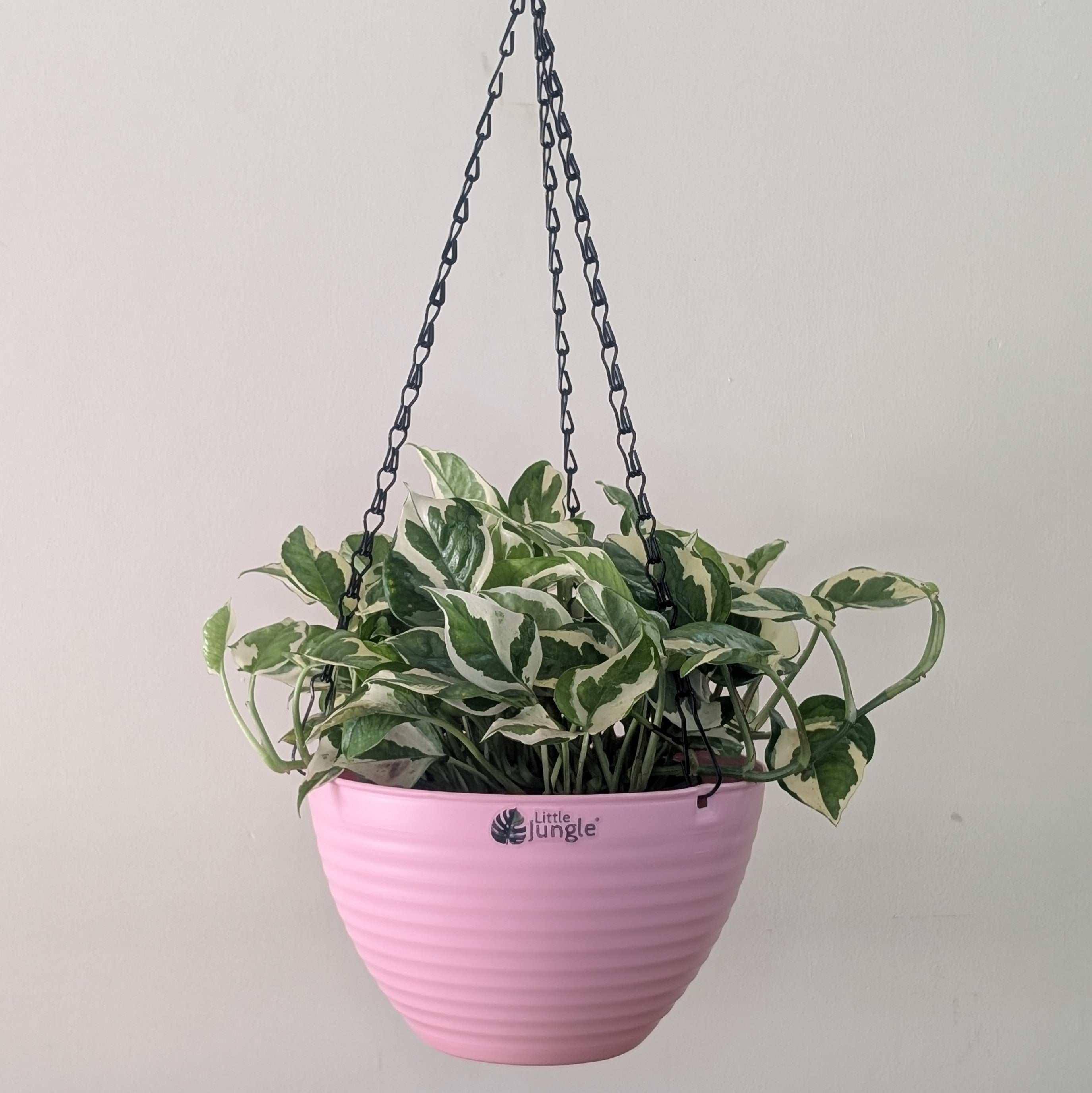 Hanging 9 (Pack of 4)
