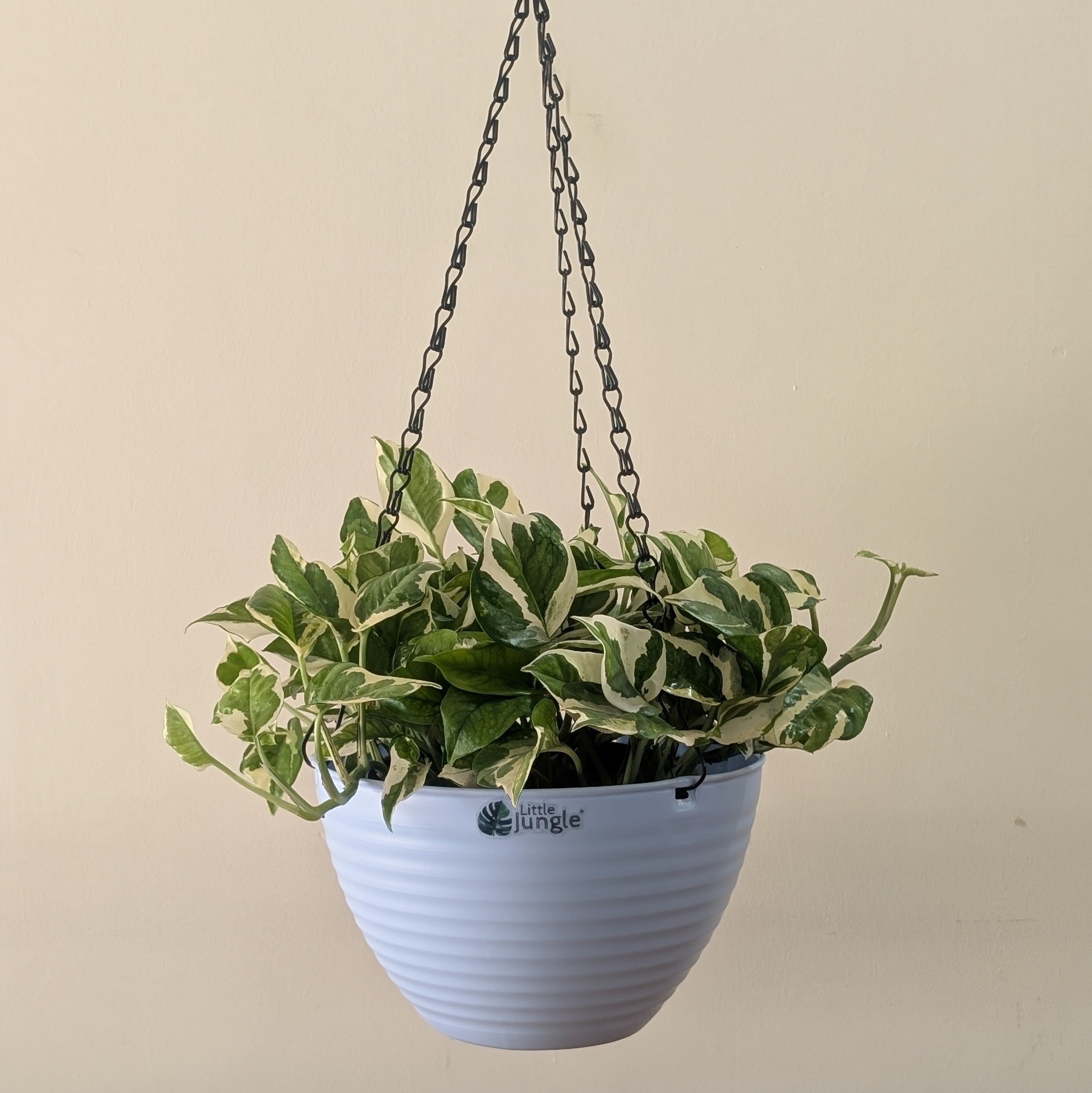 Hanging 9 (Pack of 4)