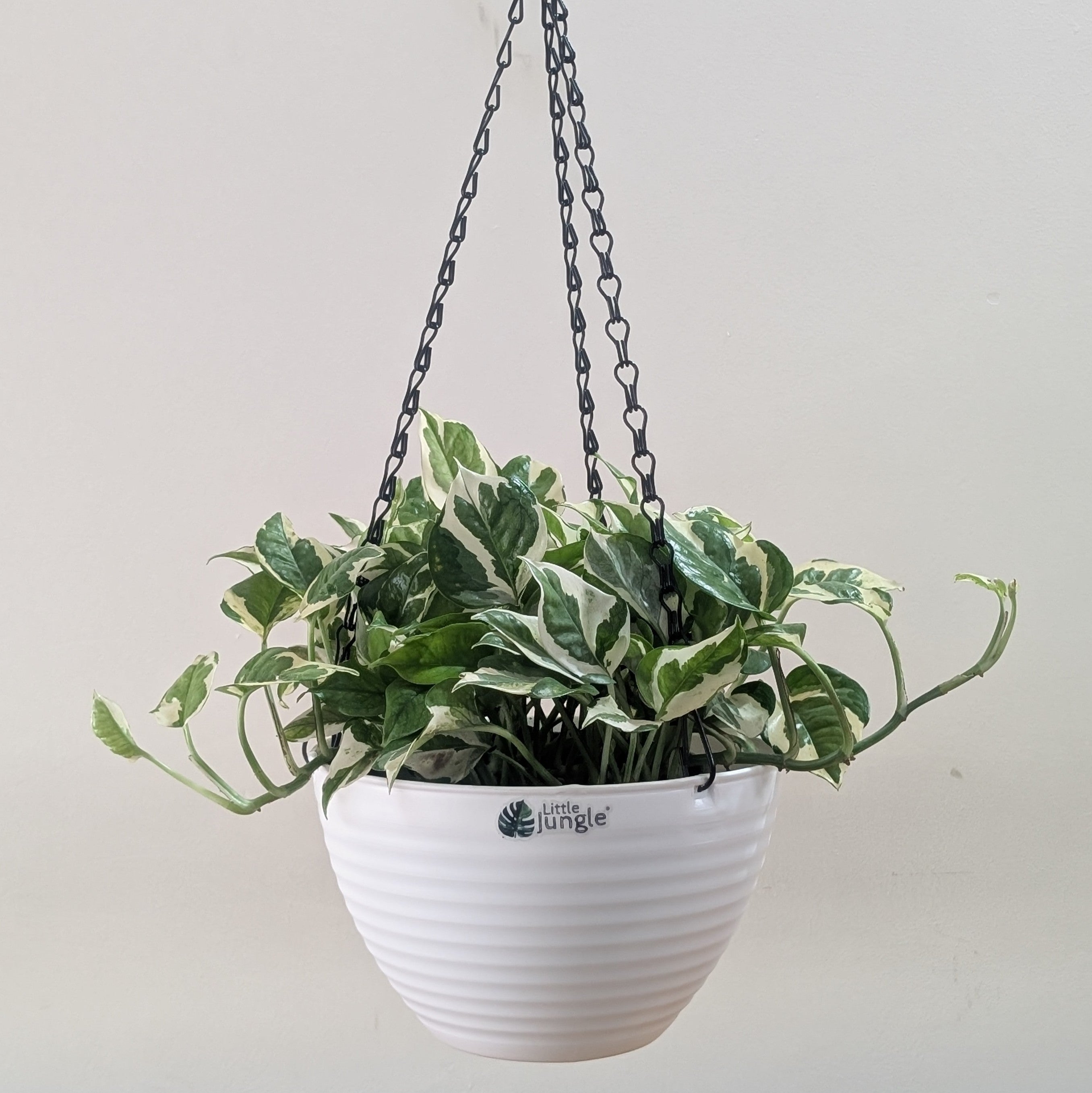 Hanging 9 (Pack of 4)