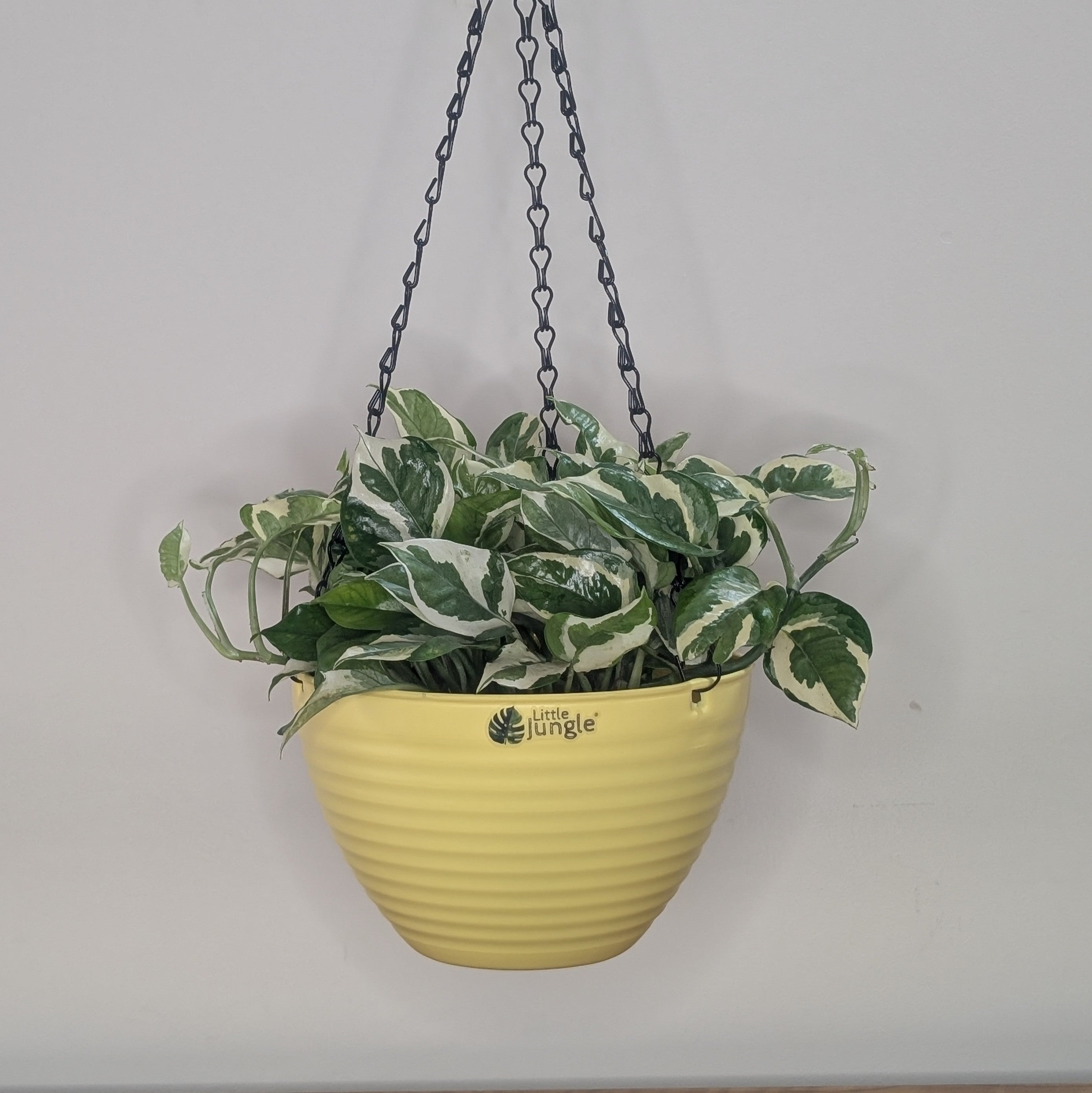 Hanging 9 (Pack of 4)