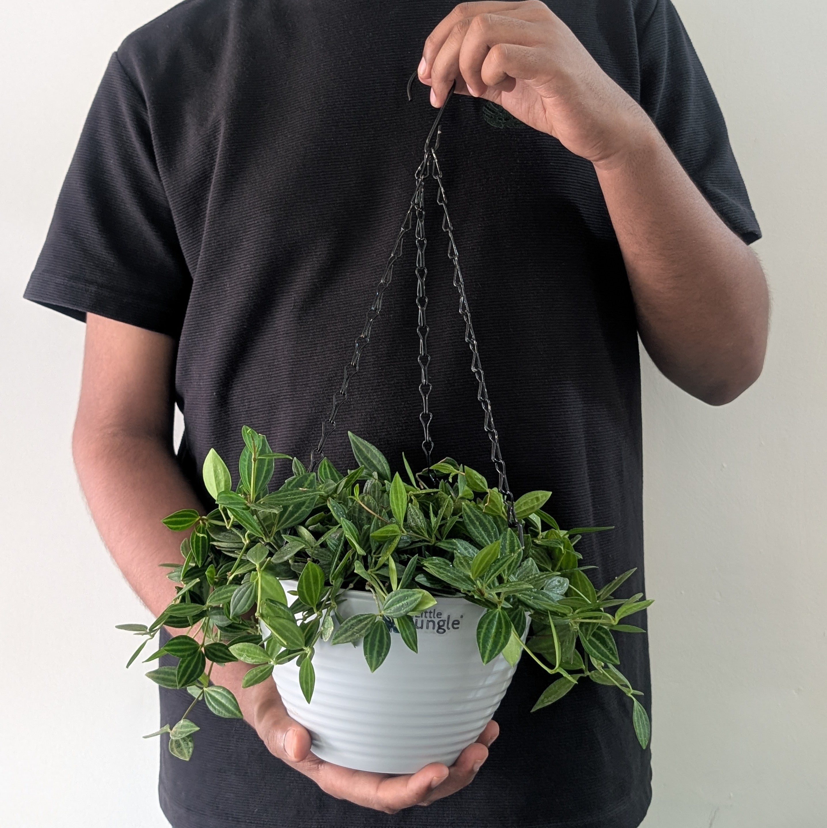 Hanging 7 (Pack of 4)