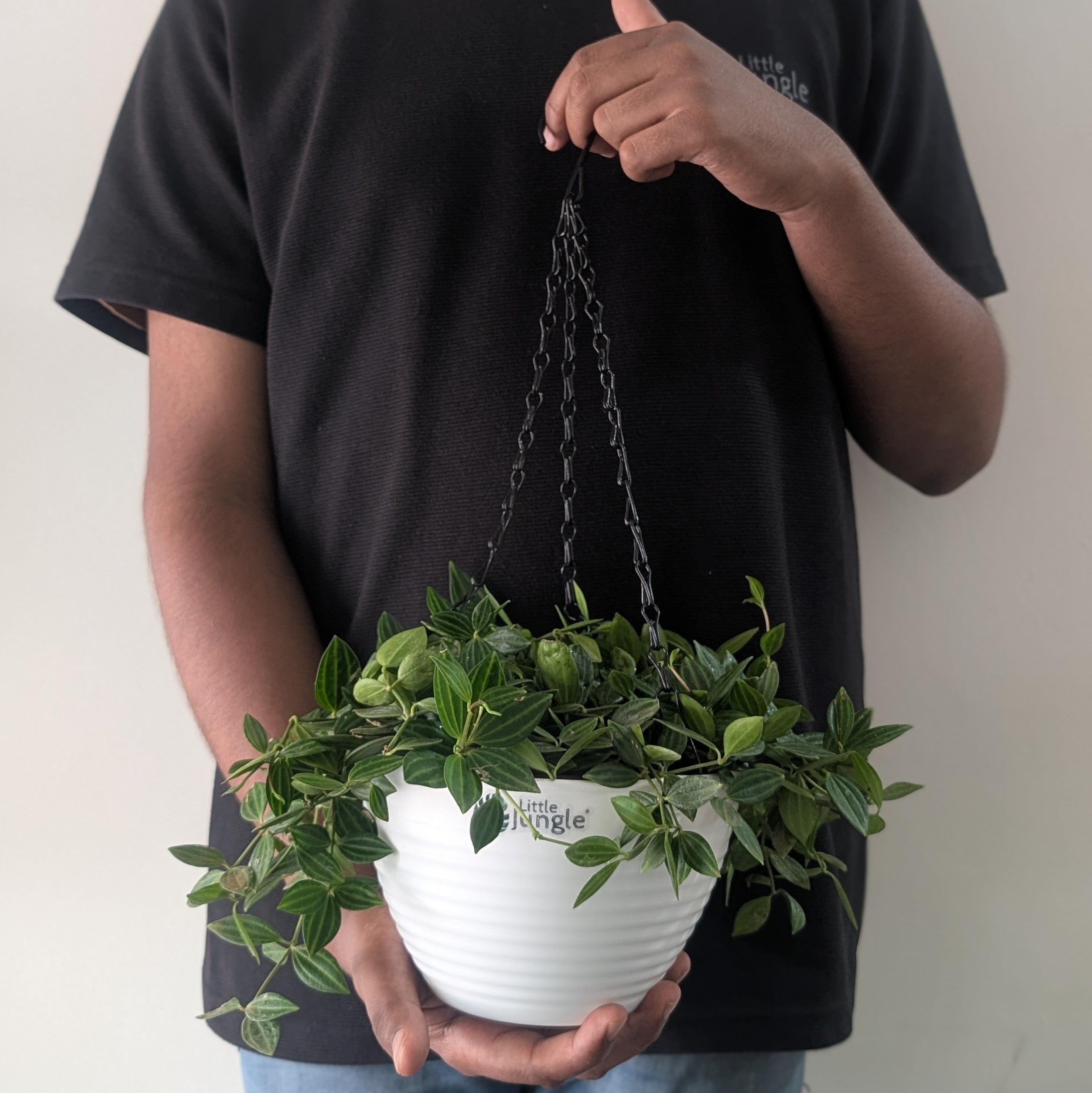 Hanging 7 (Pack of 4)