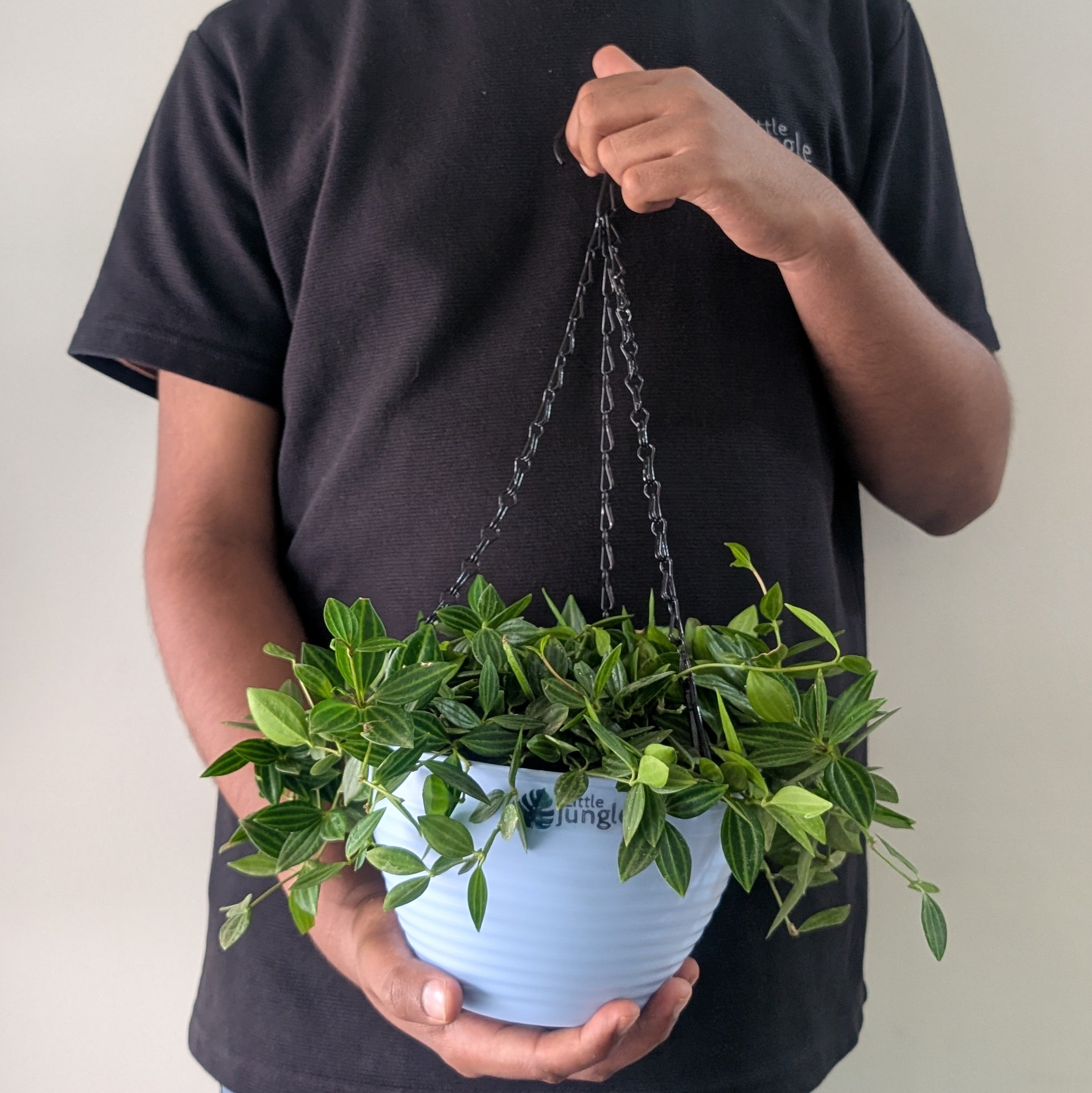 Hanging 7 (Pack of 4)