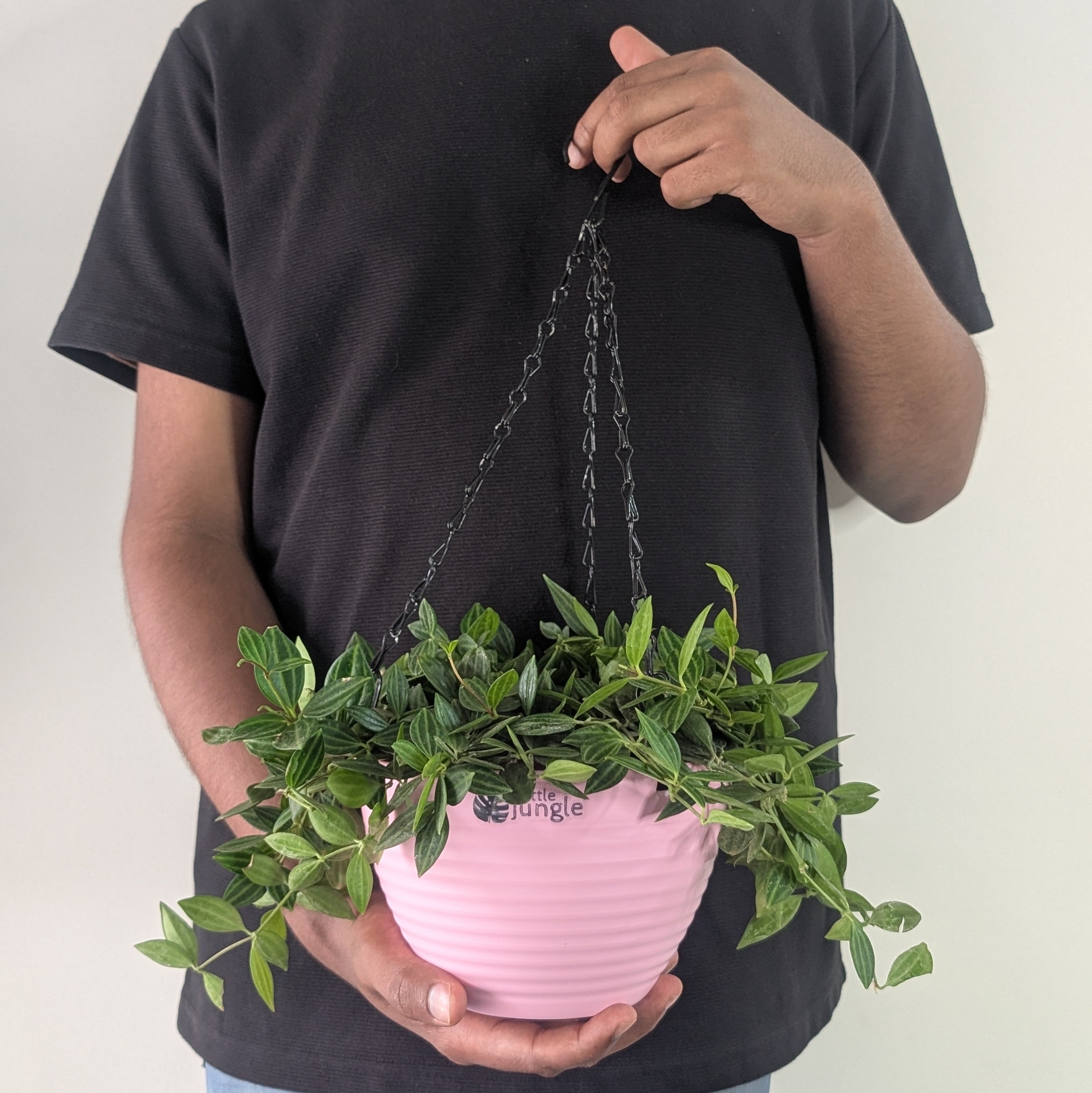 Hanging 7 (Pack of 4)