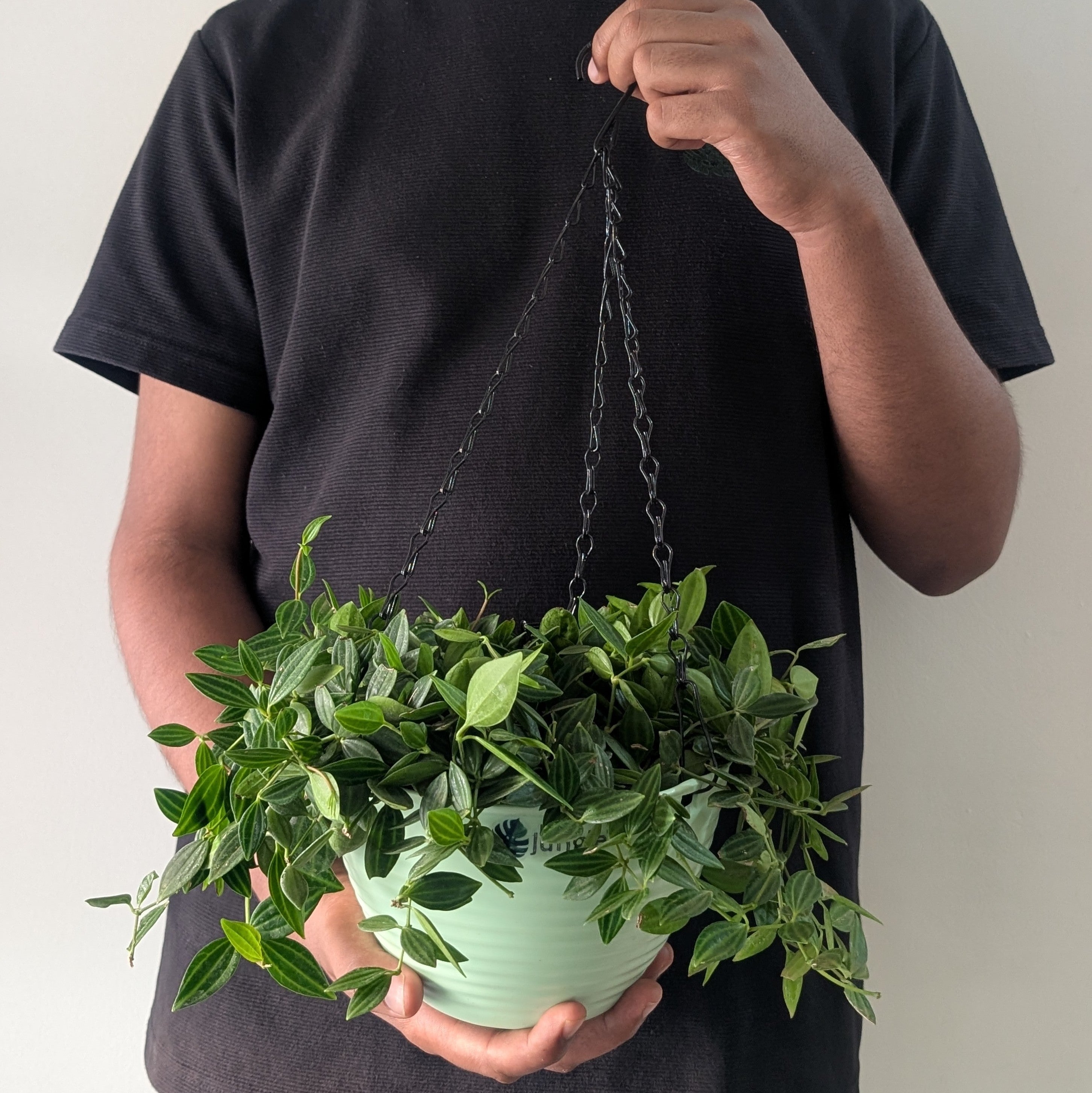 Hanging 7 (Pack of 4)