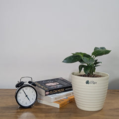 Decor 7 (Pack of 4)