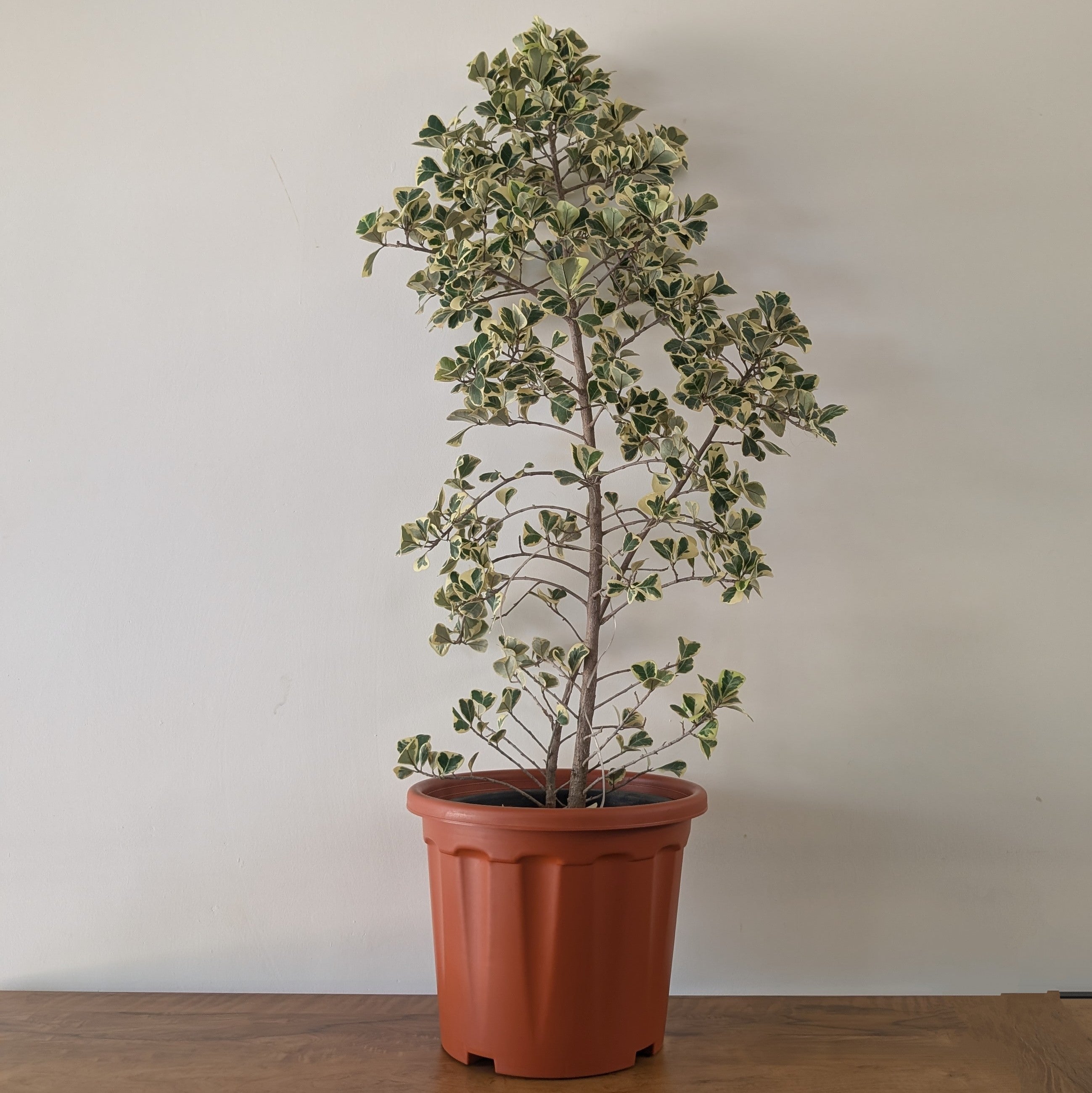Pro Nursery Pot UV Resistant "Brown"