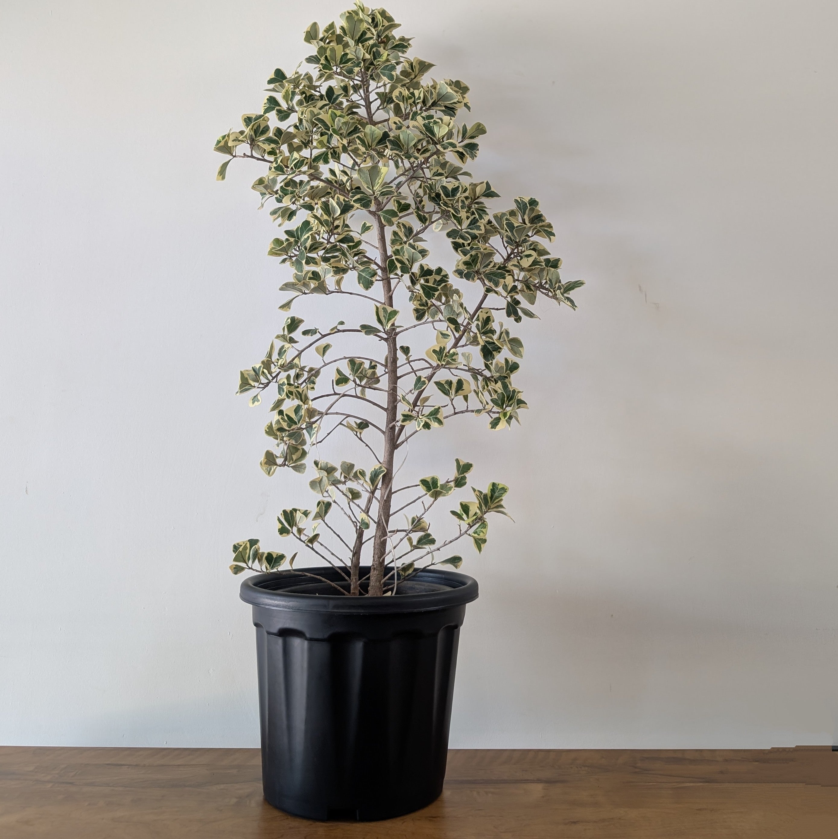 Pro Nursery Pot UV Resistant "Black"