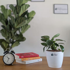 Philodendron birkin