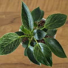 Philodendron birkin