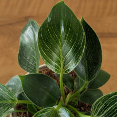 Philodendron birkin