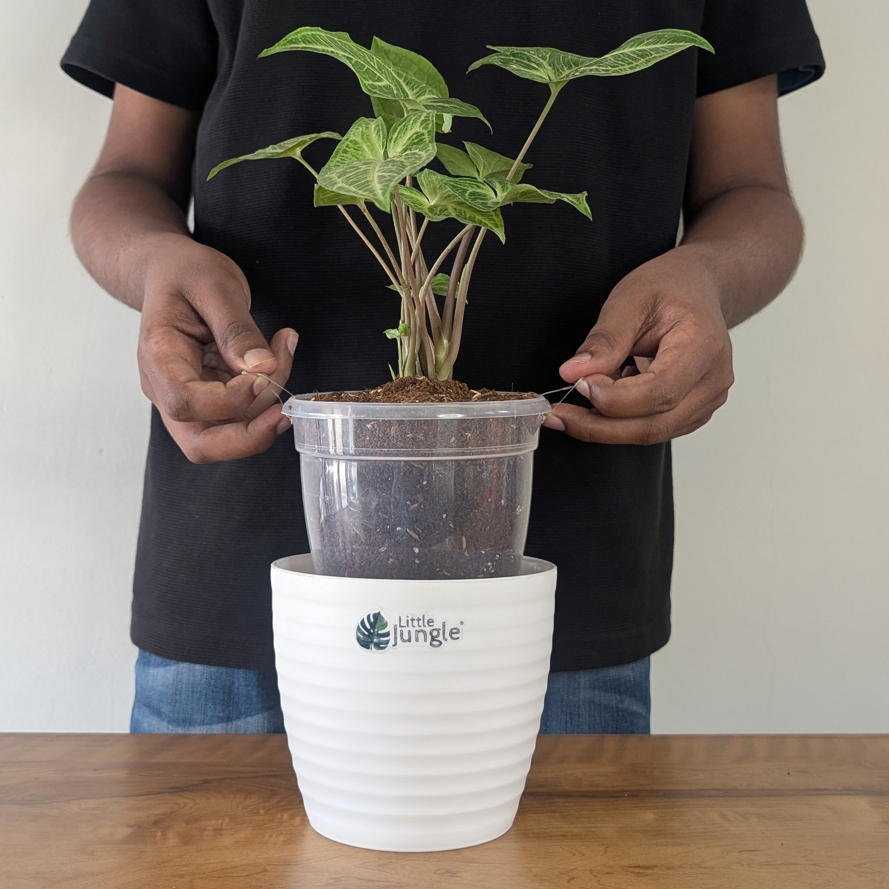 Syngonium Batik, with 5.5 inches white decor plant