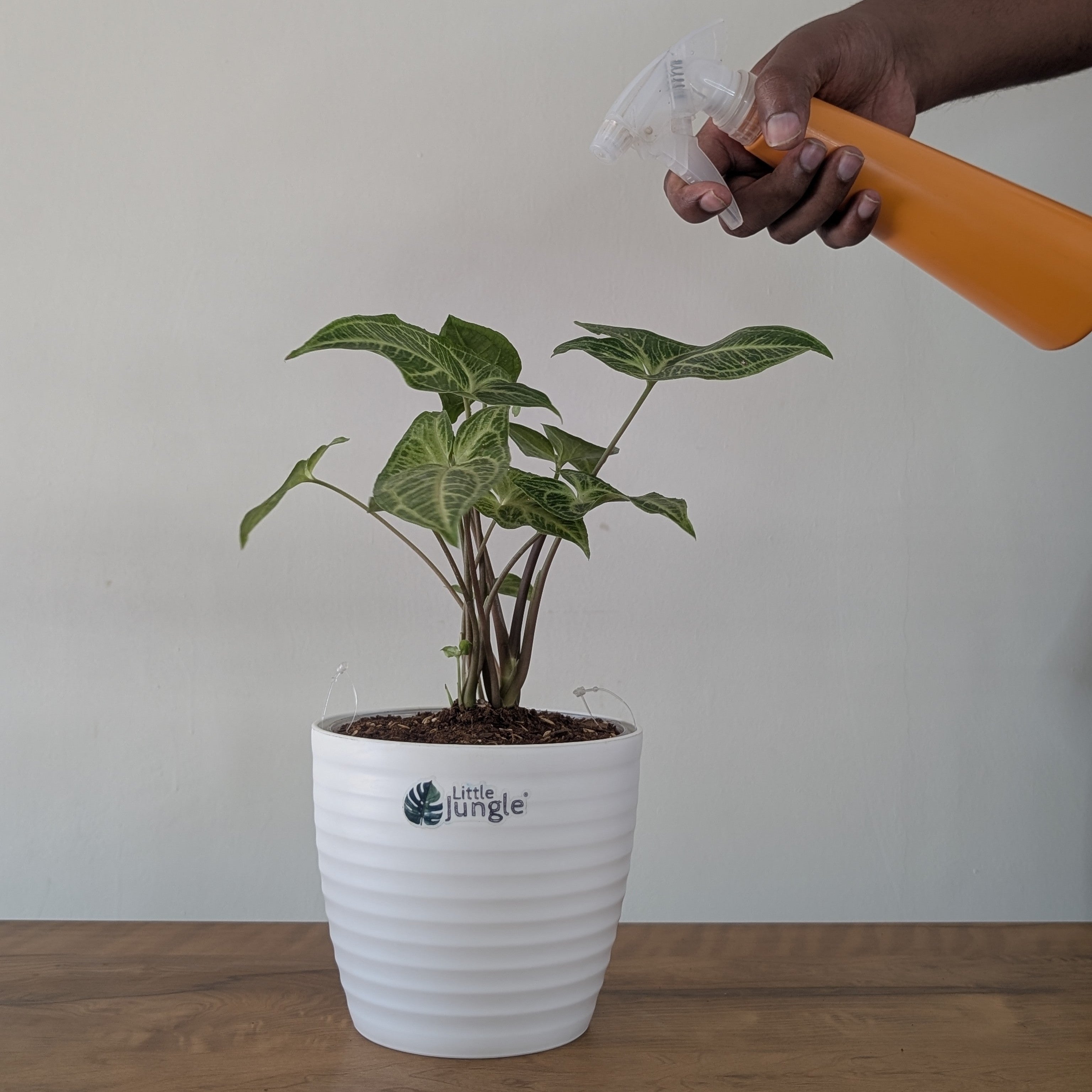 Syngonium Batik, with 5.5 inches white decor plant