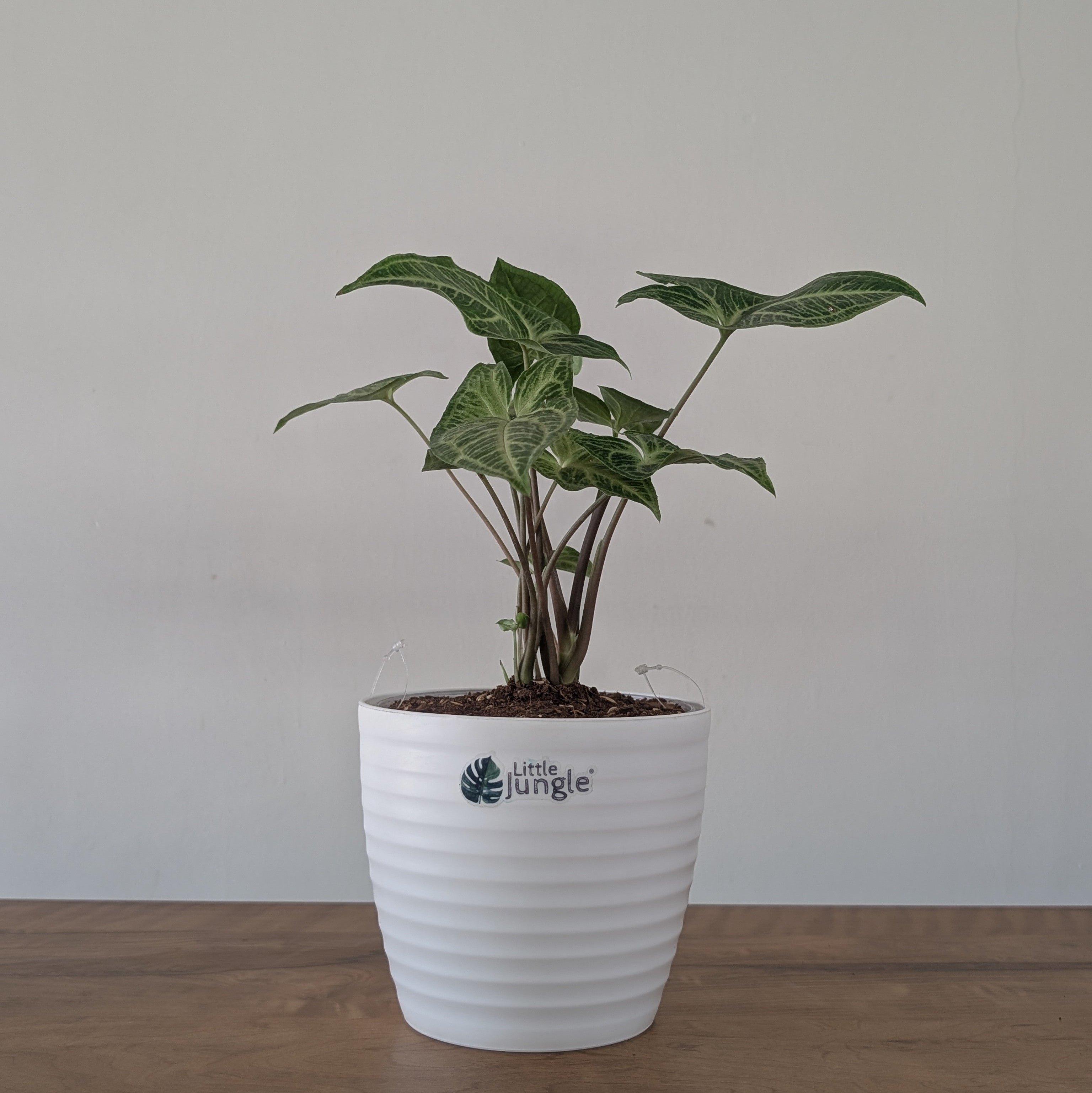 Syngonium Batik, with 5.5 inches white decor plant