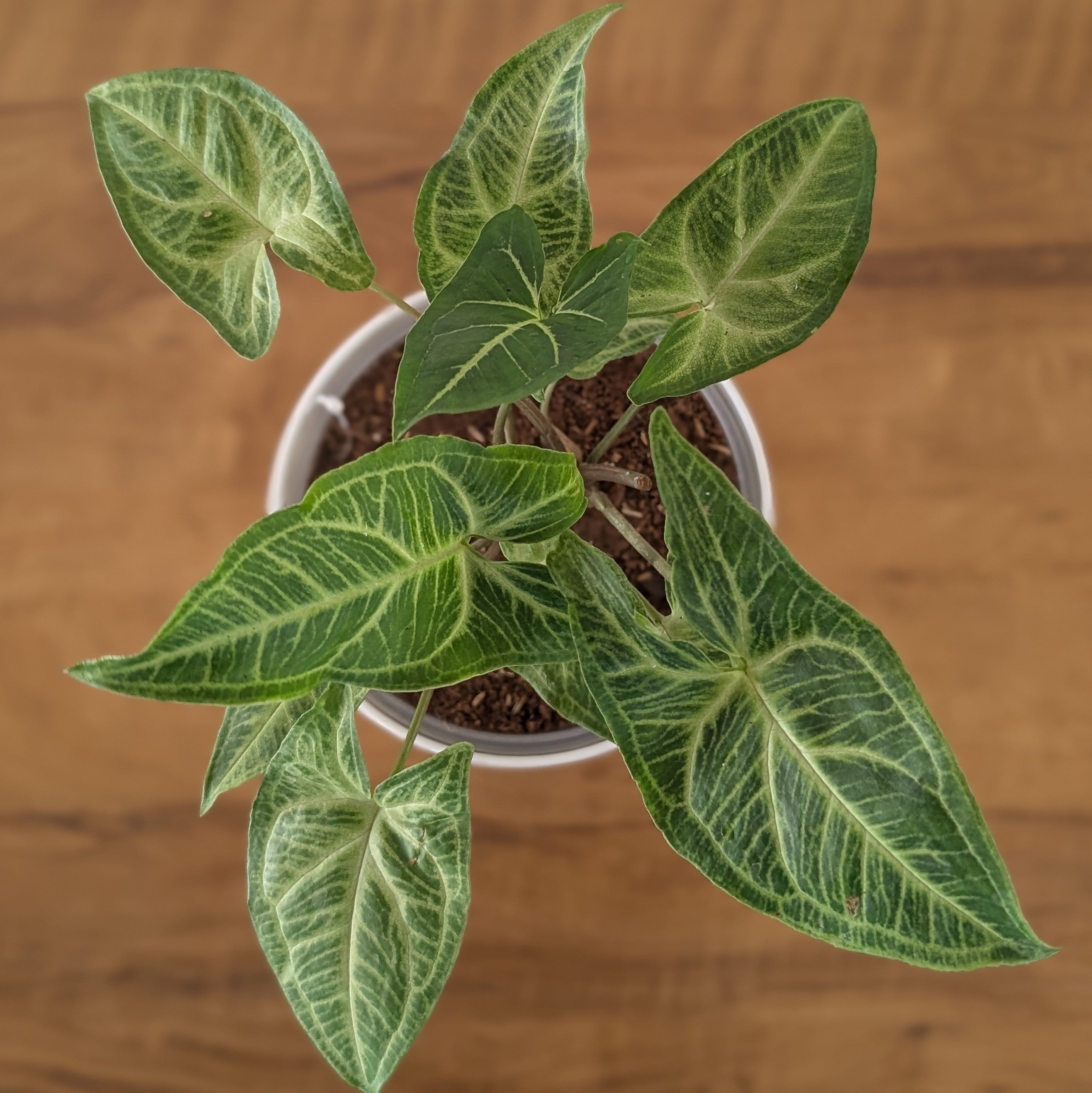 Syngonium Batik, with 5.5 inches white decor plant