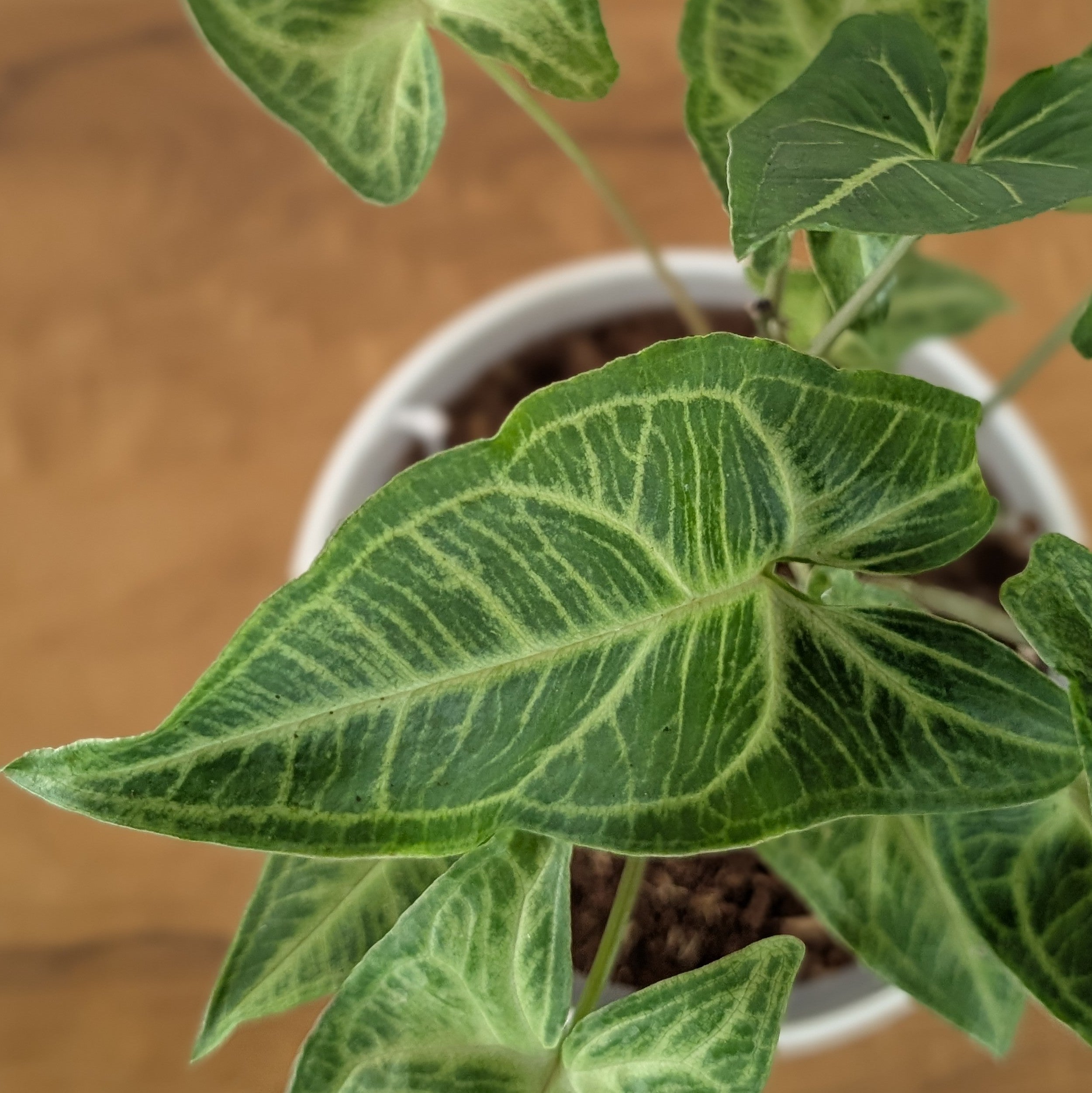 Syngonium Batik, with 5.5 inches white decor plant