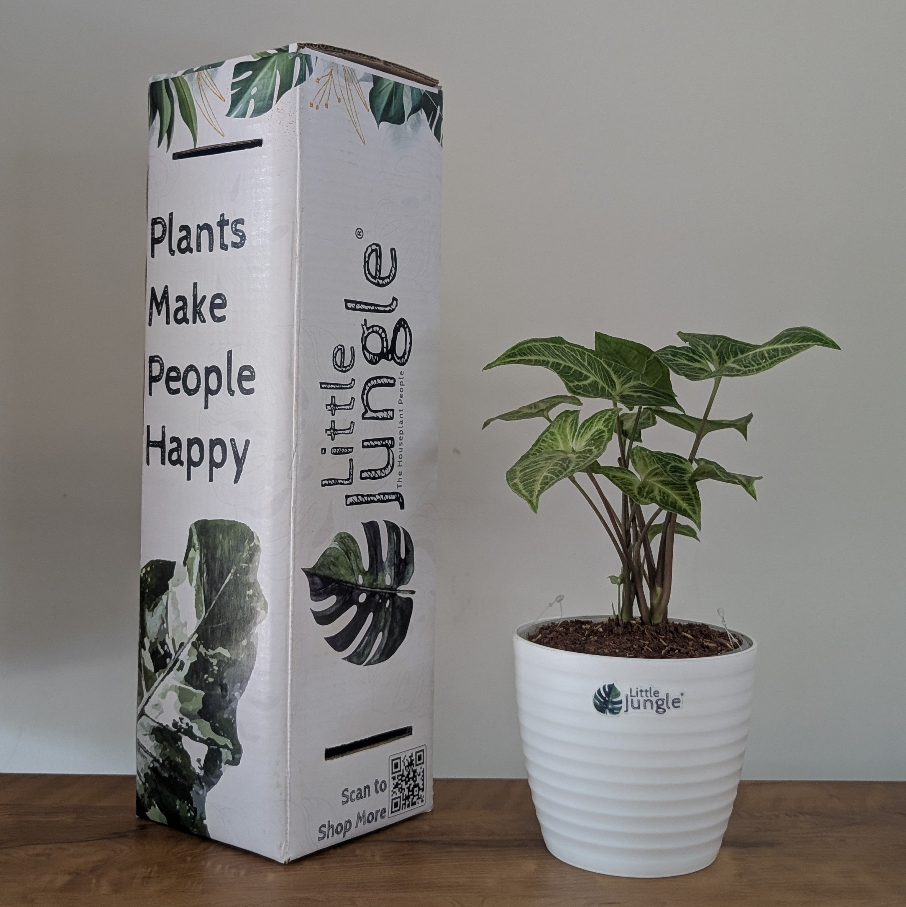 Syngonium Batik, with 5.5 inches white decor plant