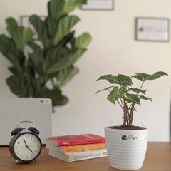 Syngonium Batik, with 5.5 inches white decor plant