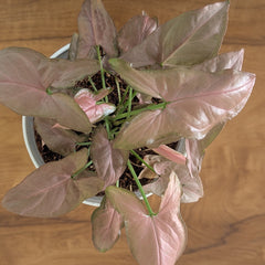 Syngonium Mickey