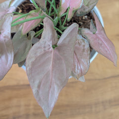 Syngonium Mickey
