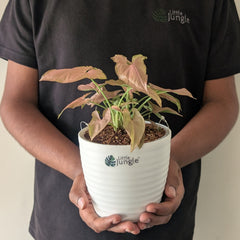 Syngonium Mickey
