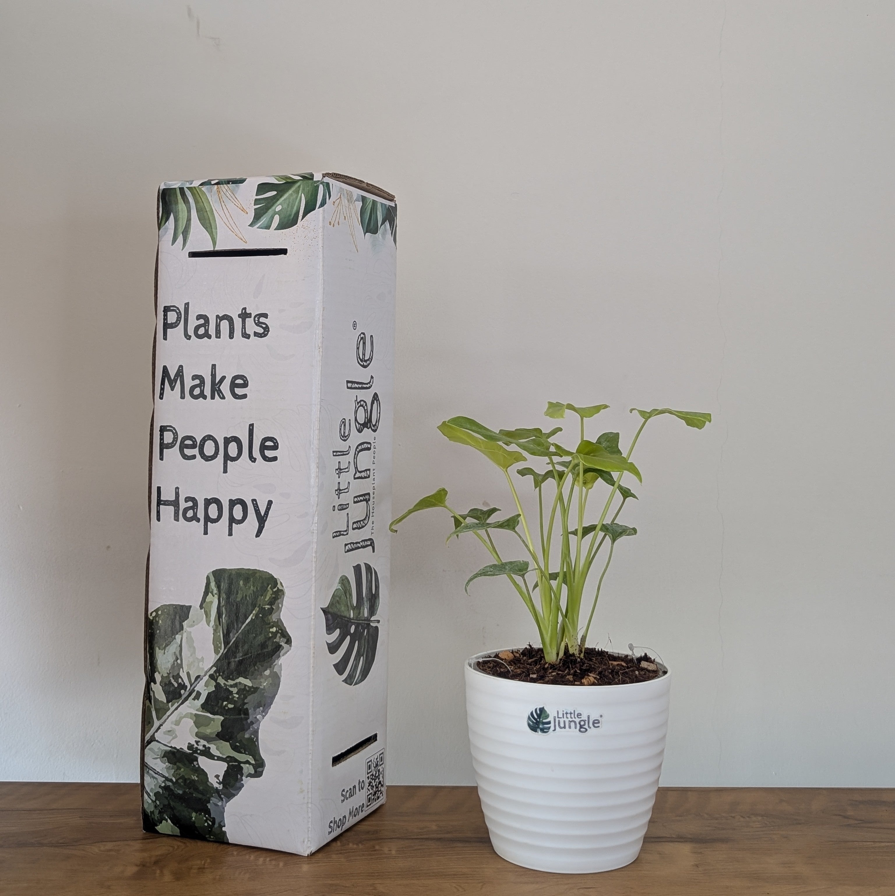 Philodendron Golden Xanadu, with 5.5 inches white decor plant
