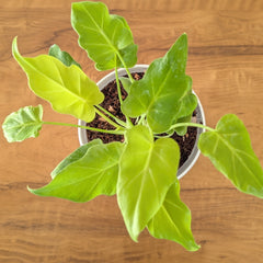 Philodendron Golden Xanadu, with 5.5 inches white decor plant