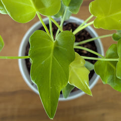 Philodendron Golden Xanadu, with 5.5 inches white decor plant