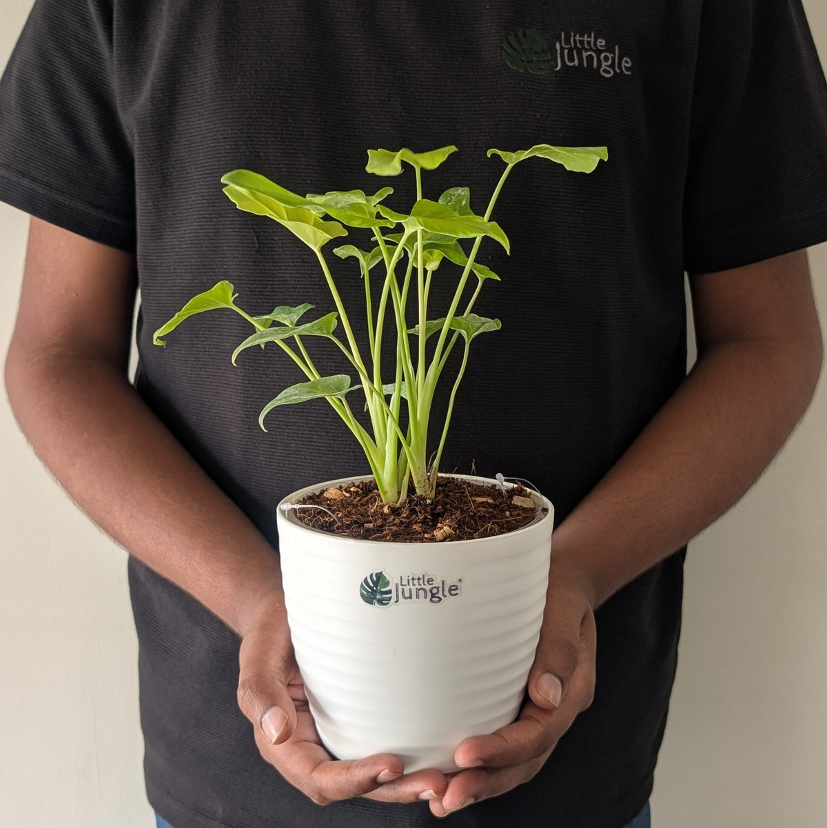 Philodendron Golden Xanadu, with 5.5 inches white decor plant