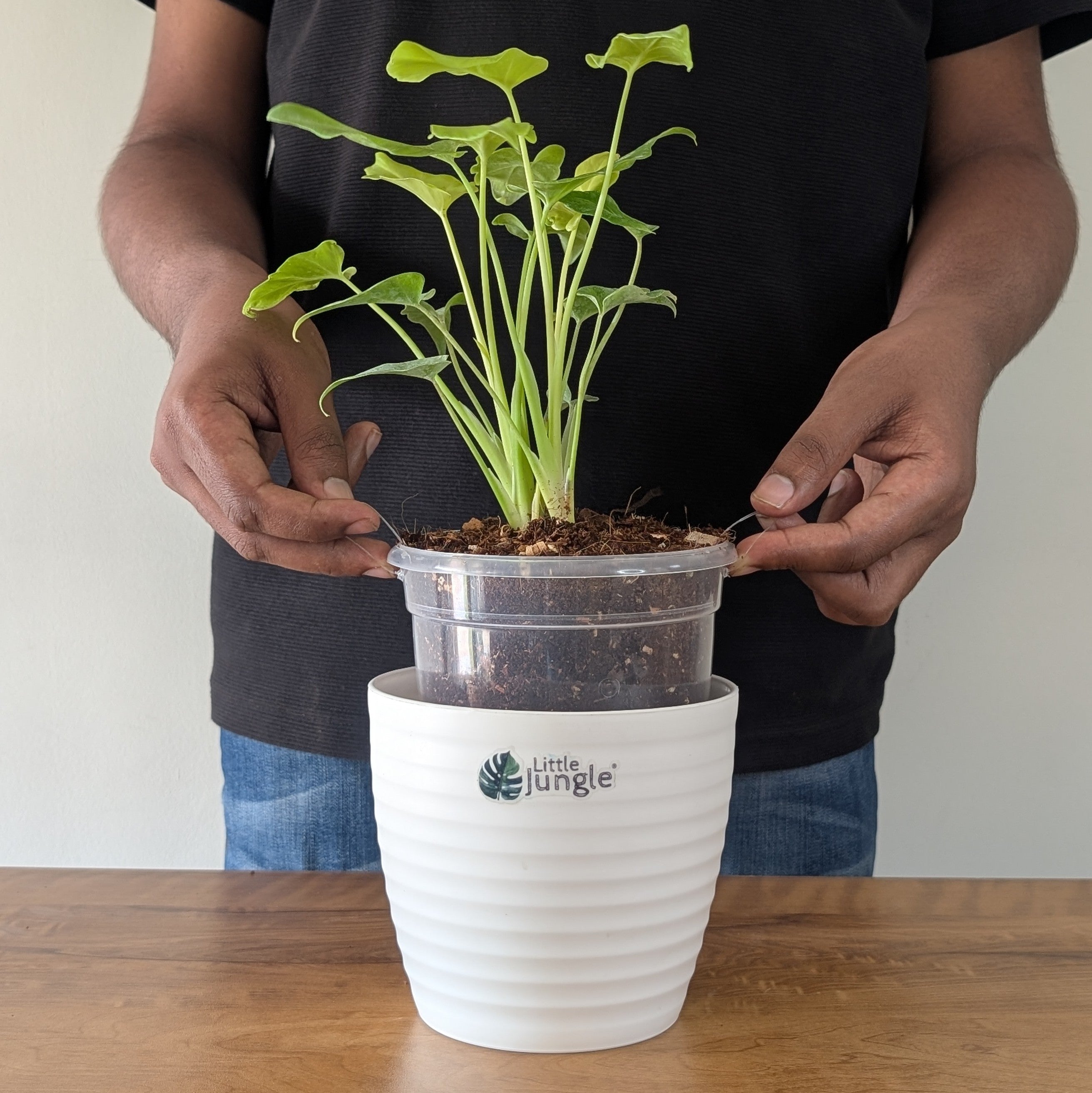 Philodendron Golden Xanadu, with 5.5 inches white decor plant