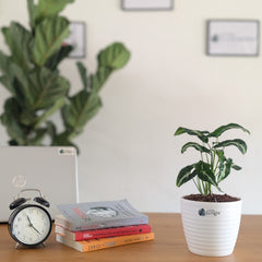 syngonium wendlandii