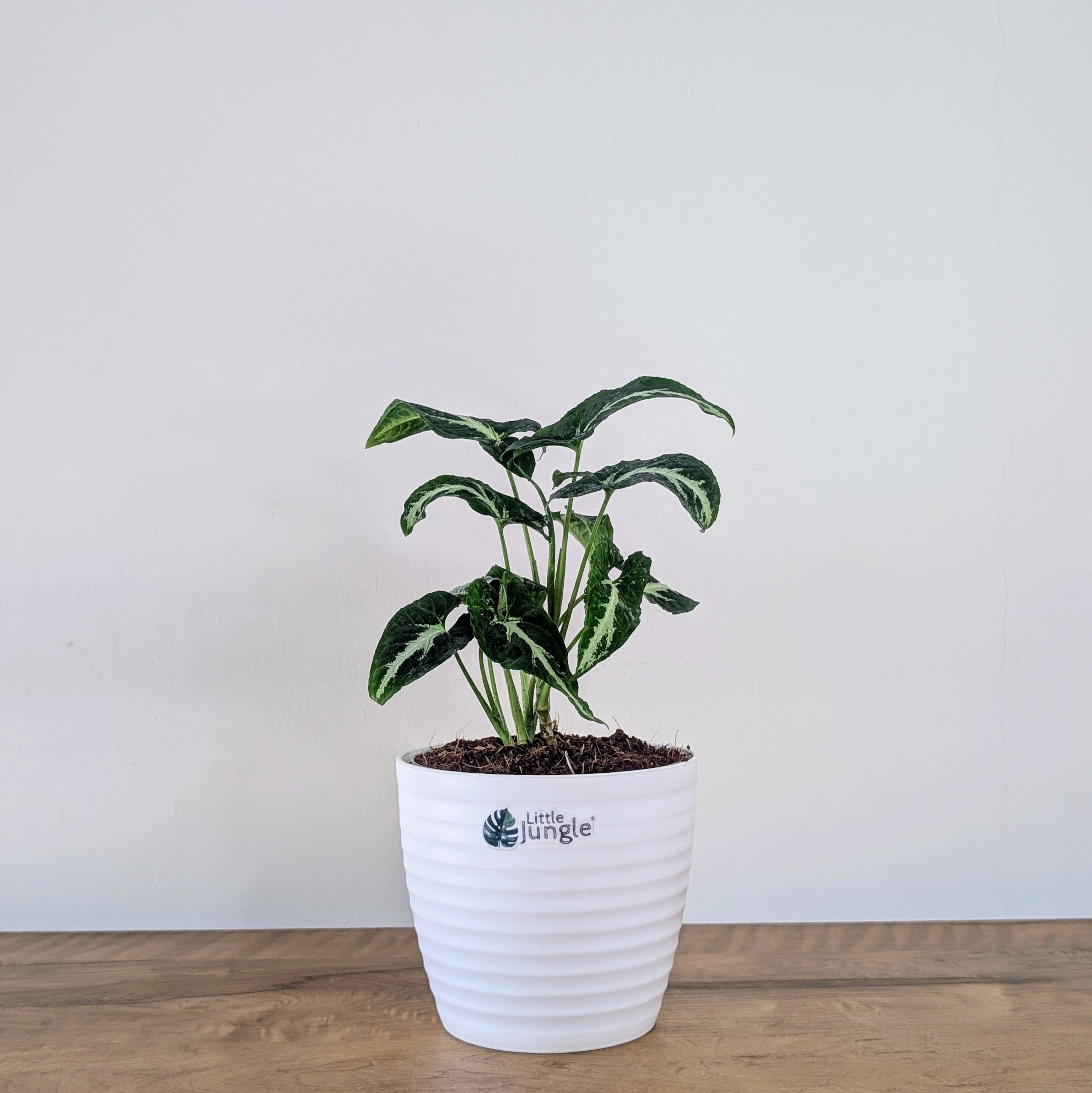 syngonium wendlandii