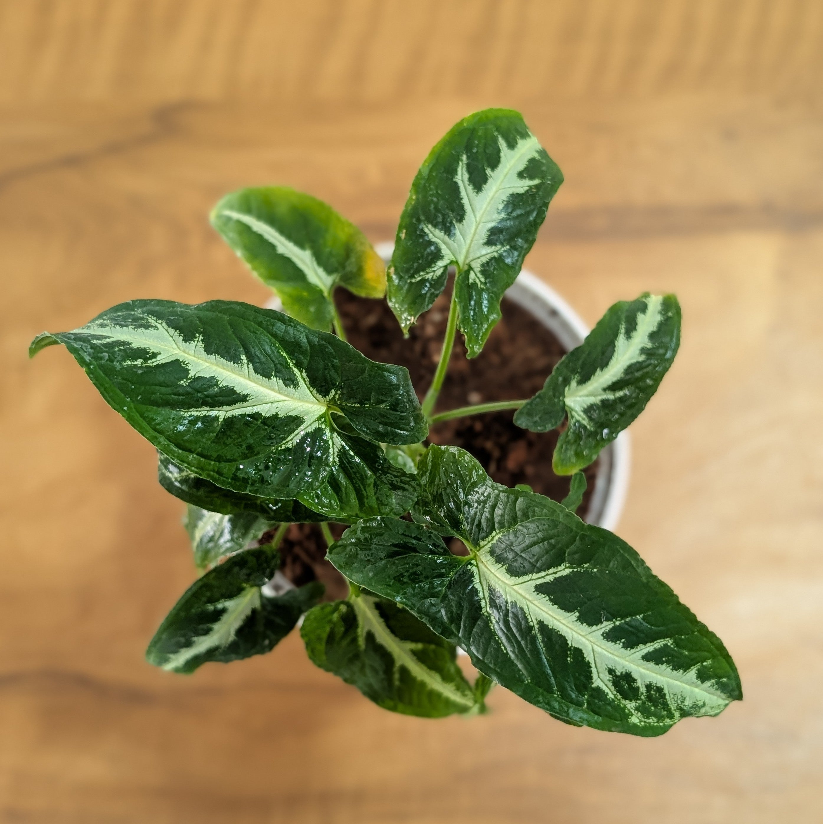 syngonium wendlandii