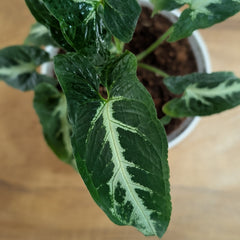 syngonium wendlandii
